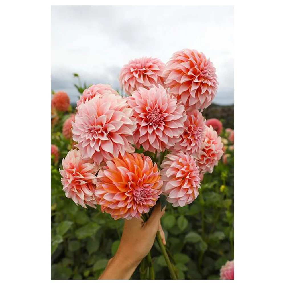 Peaches N' Cream Dahlias By Christine Chitnis