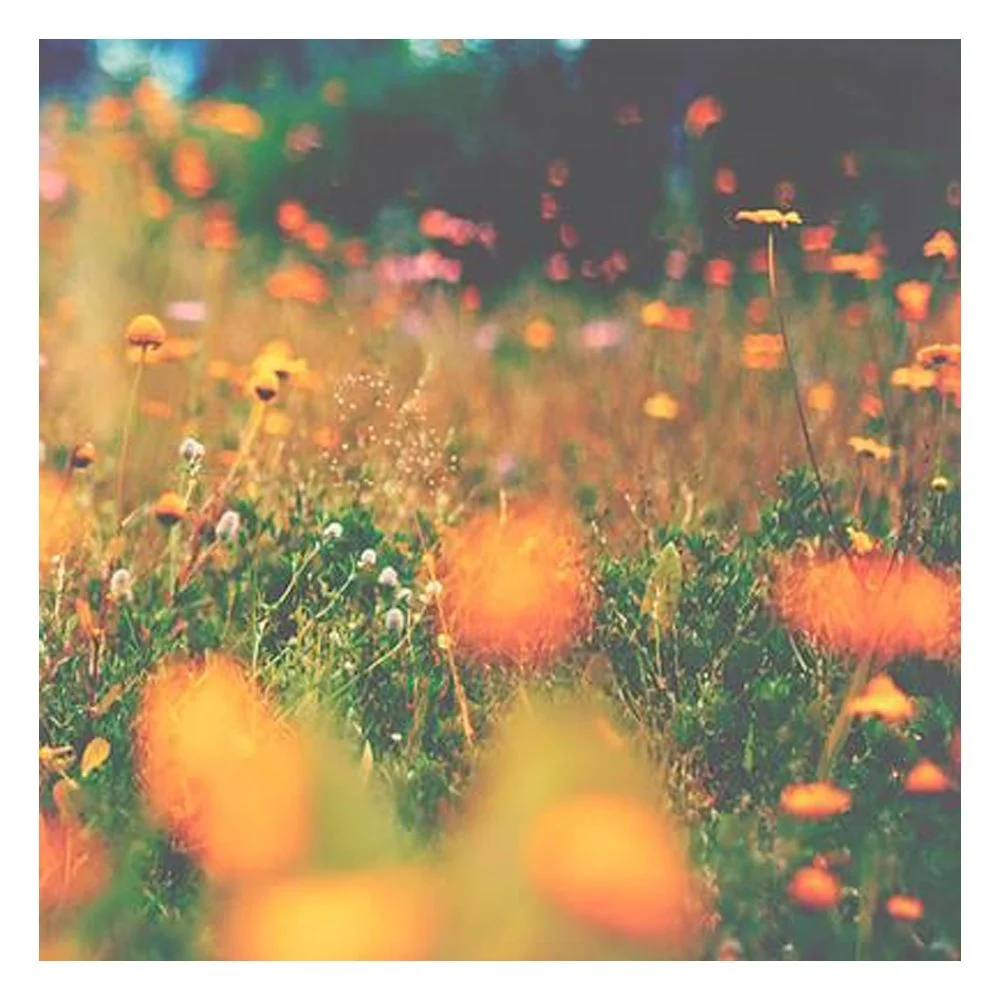 wild and free By Ingrid Beddoes