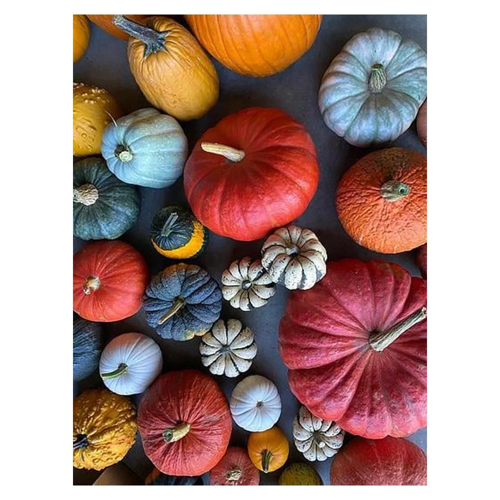 Pumpkin Parade By Matt Gragg