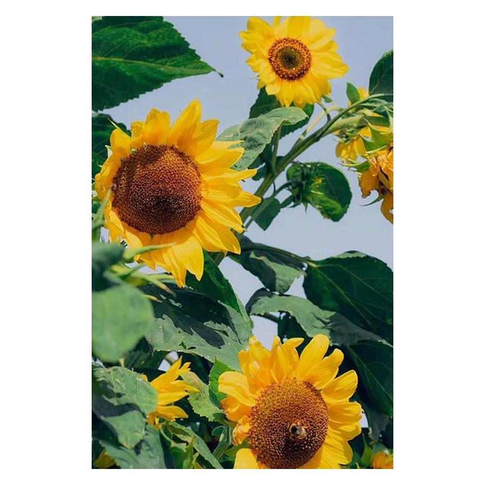 Sunflowers &amp; BumbleBee By Victoria Durand