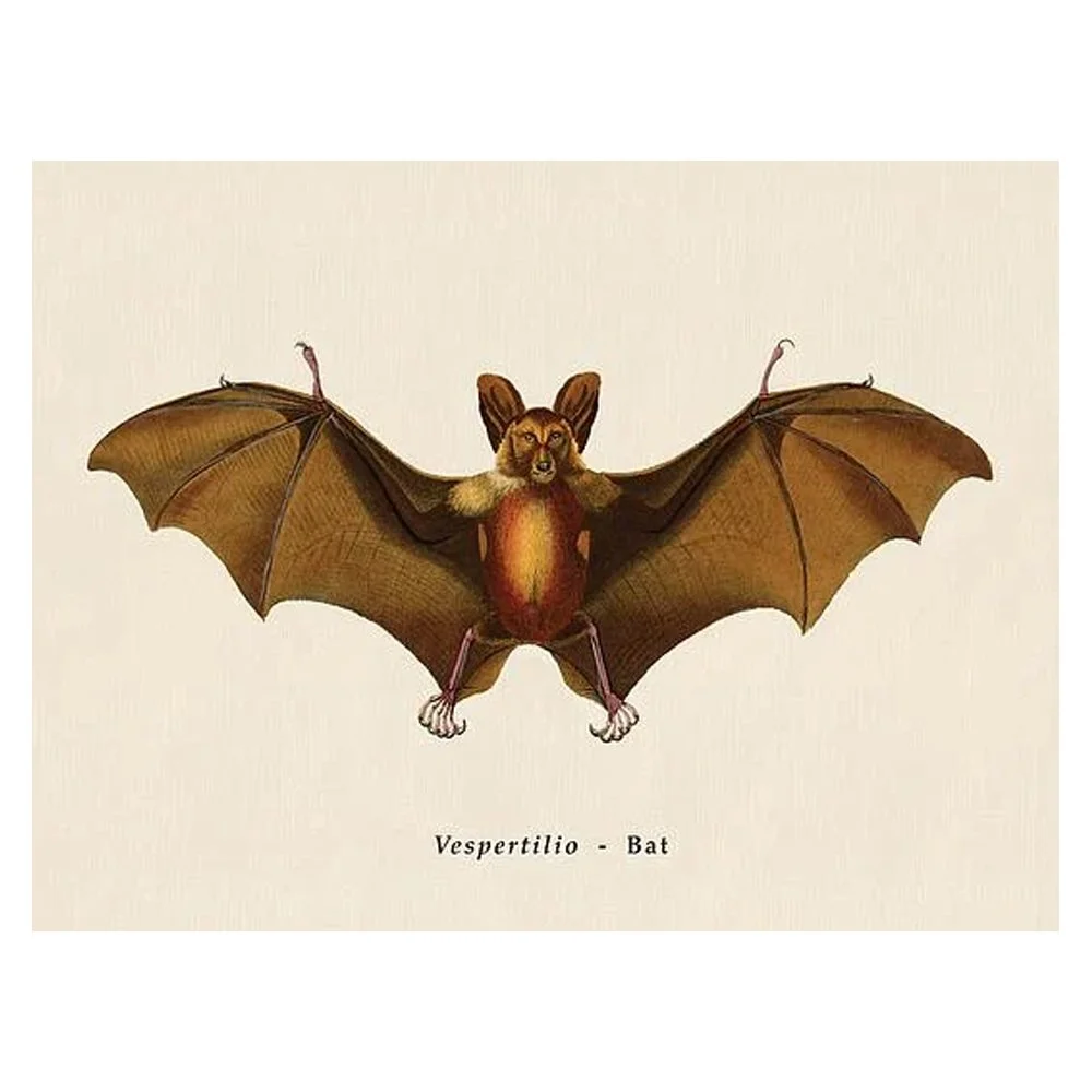 BAT By Wyatt Landesmann