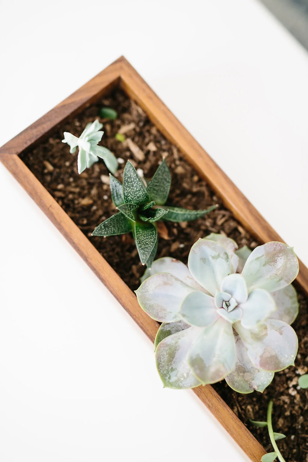 Walnut planter box with sedums.