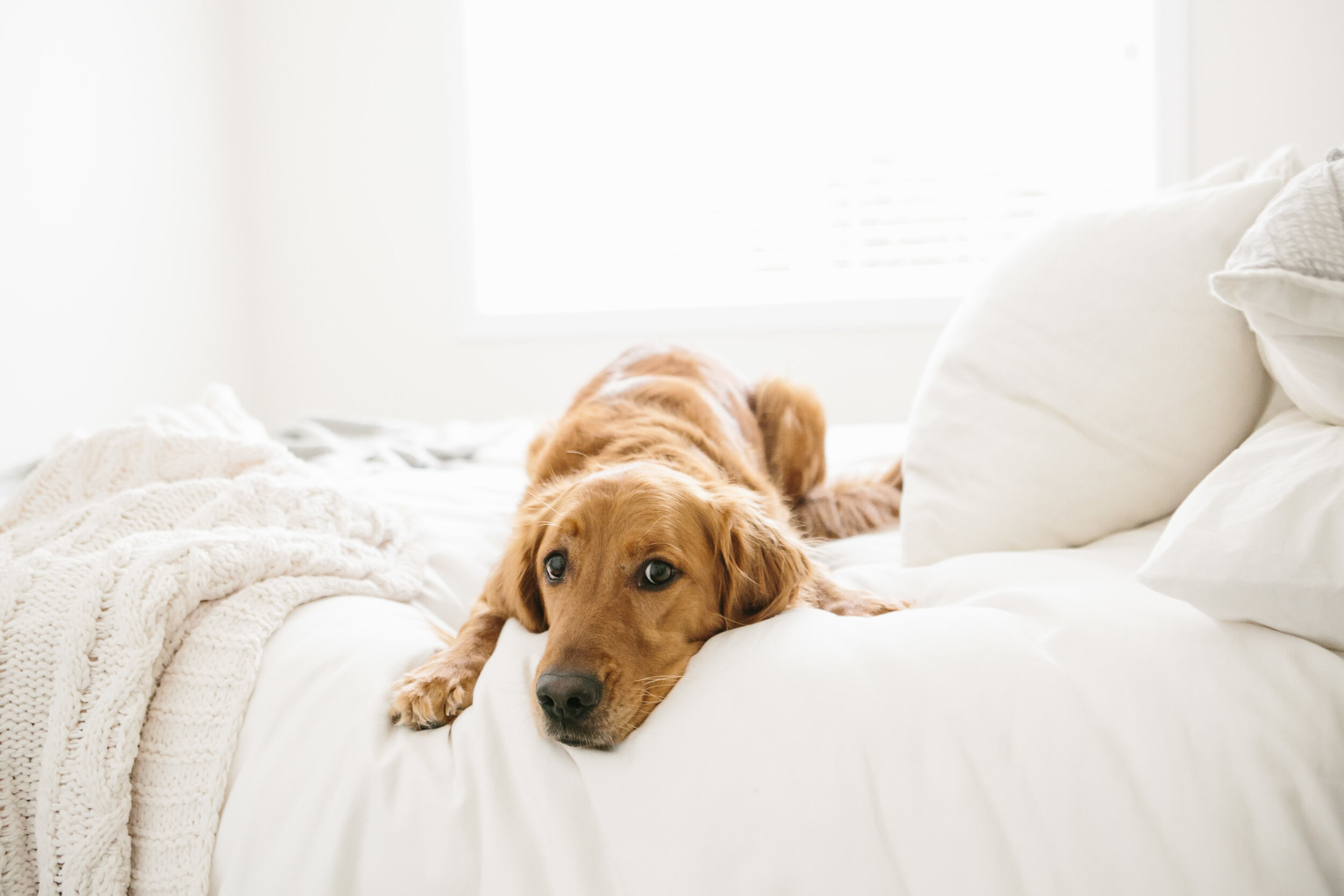 Everything To Know About Placing A Rug Under Your Bed