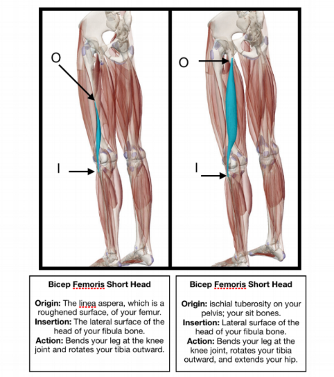 Femur -thigh bone. Fibula - smaller bone in your lower leg. Tibia - larger bone in your lower leg.