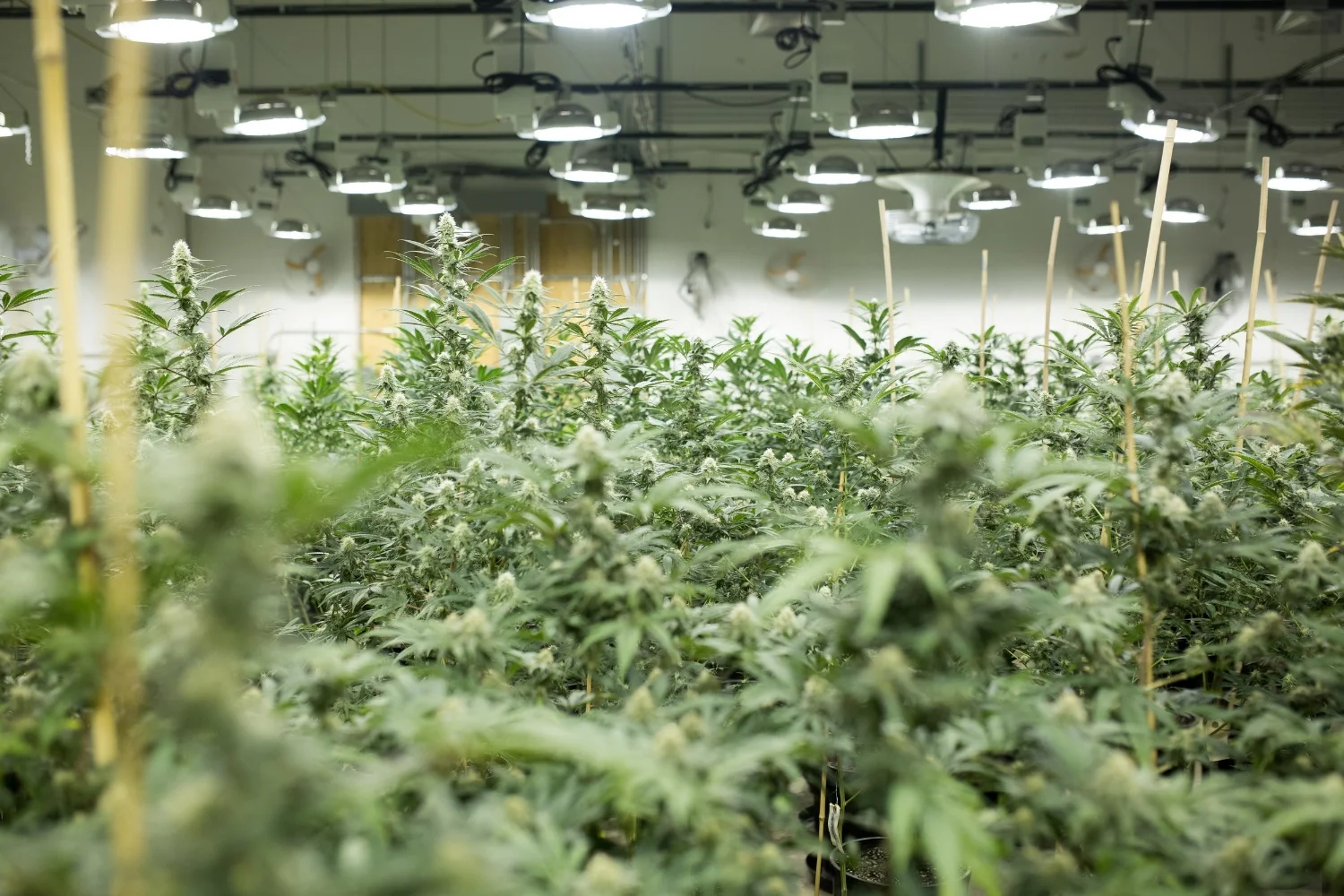 Sweetwater Farm's Canopy in Bloom