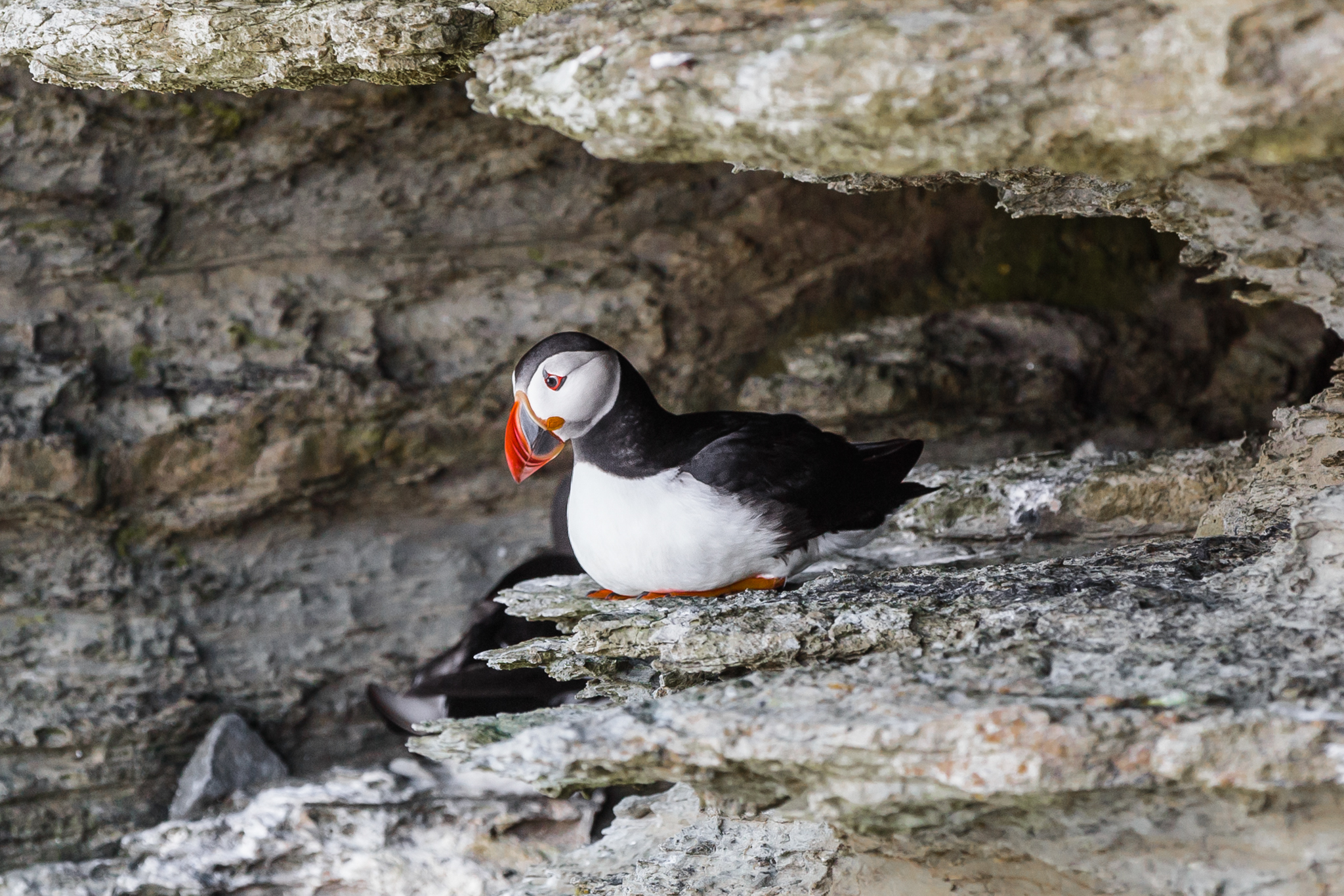 Puffins on Orkney