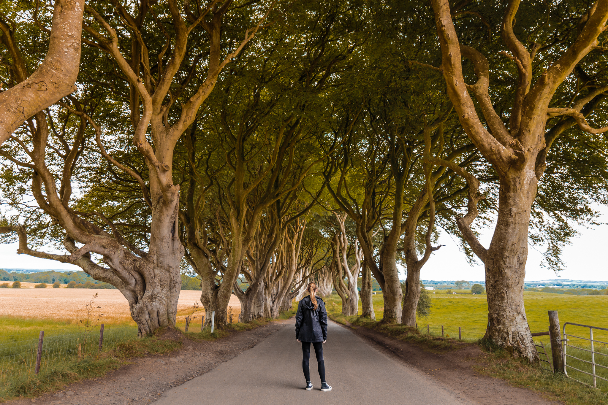 Dark Hedges