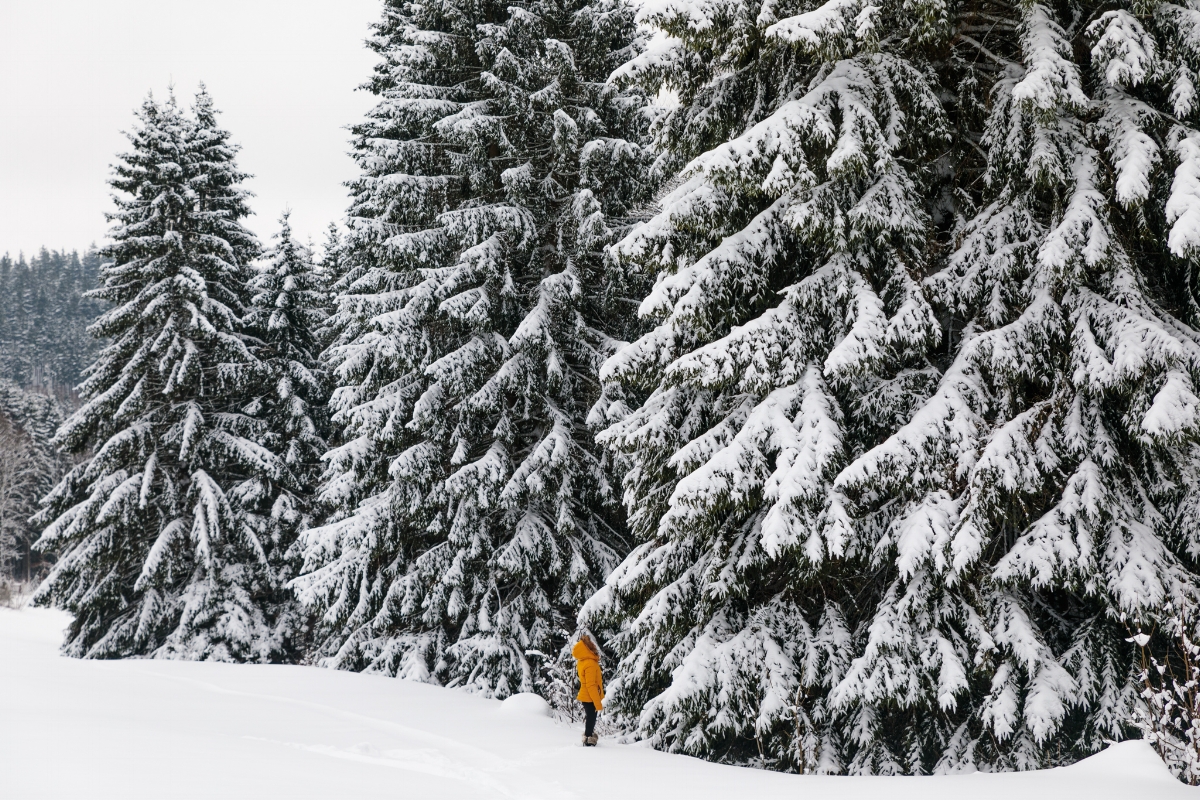 Thuringian Forest covered in snow 
