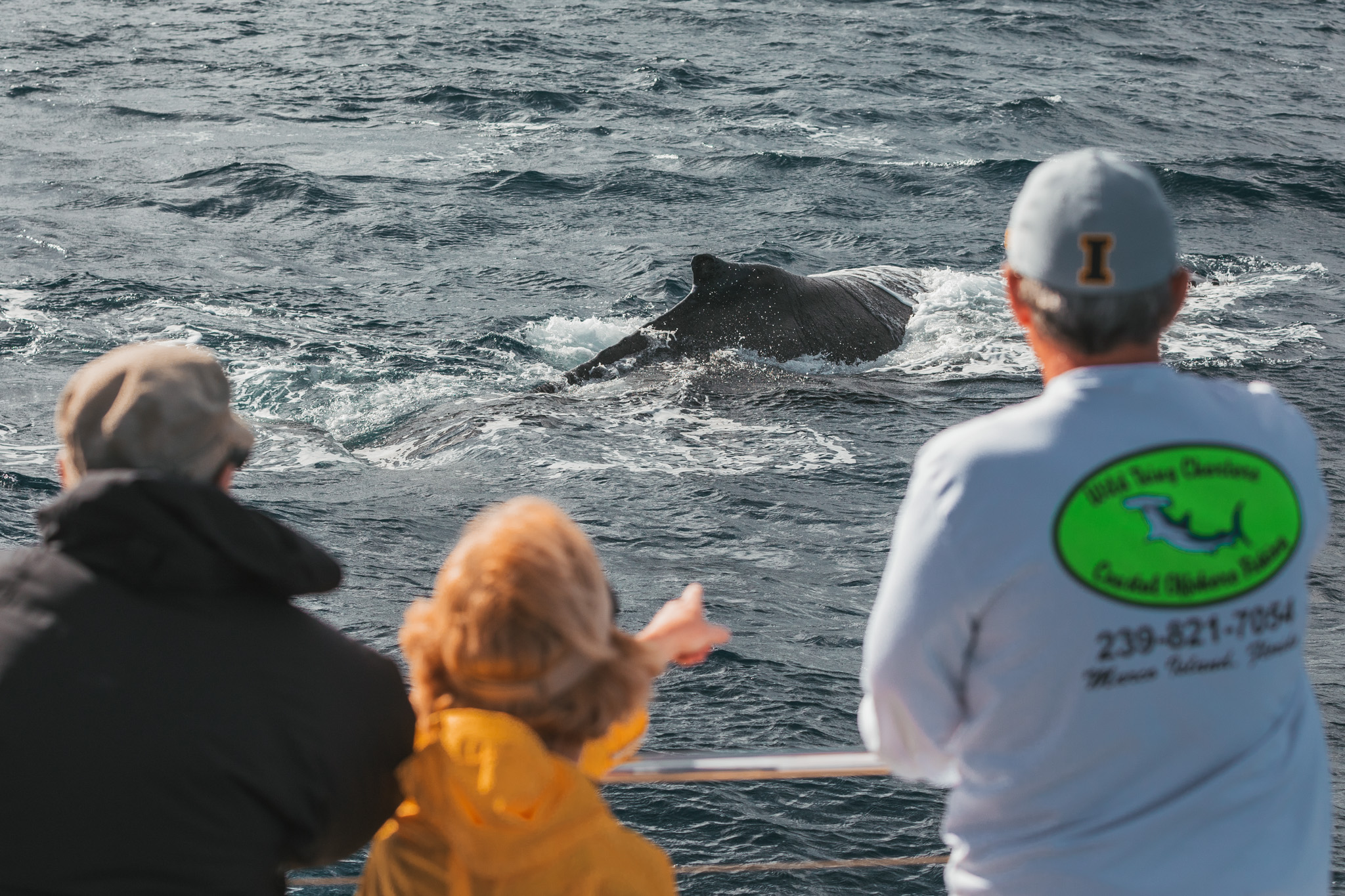 Whale watching // 10 Things You Have to Do on the Big Island of Hawaii // www.readysetjetset.net #readysetjetset #hawaii #bigisland #blogpost #hawaiiguide