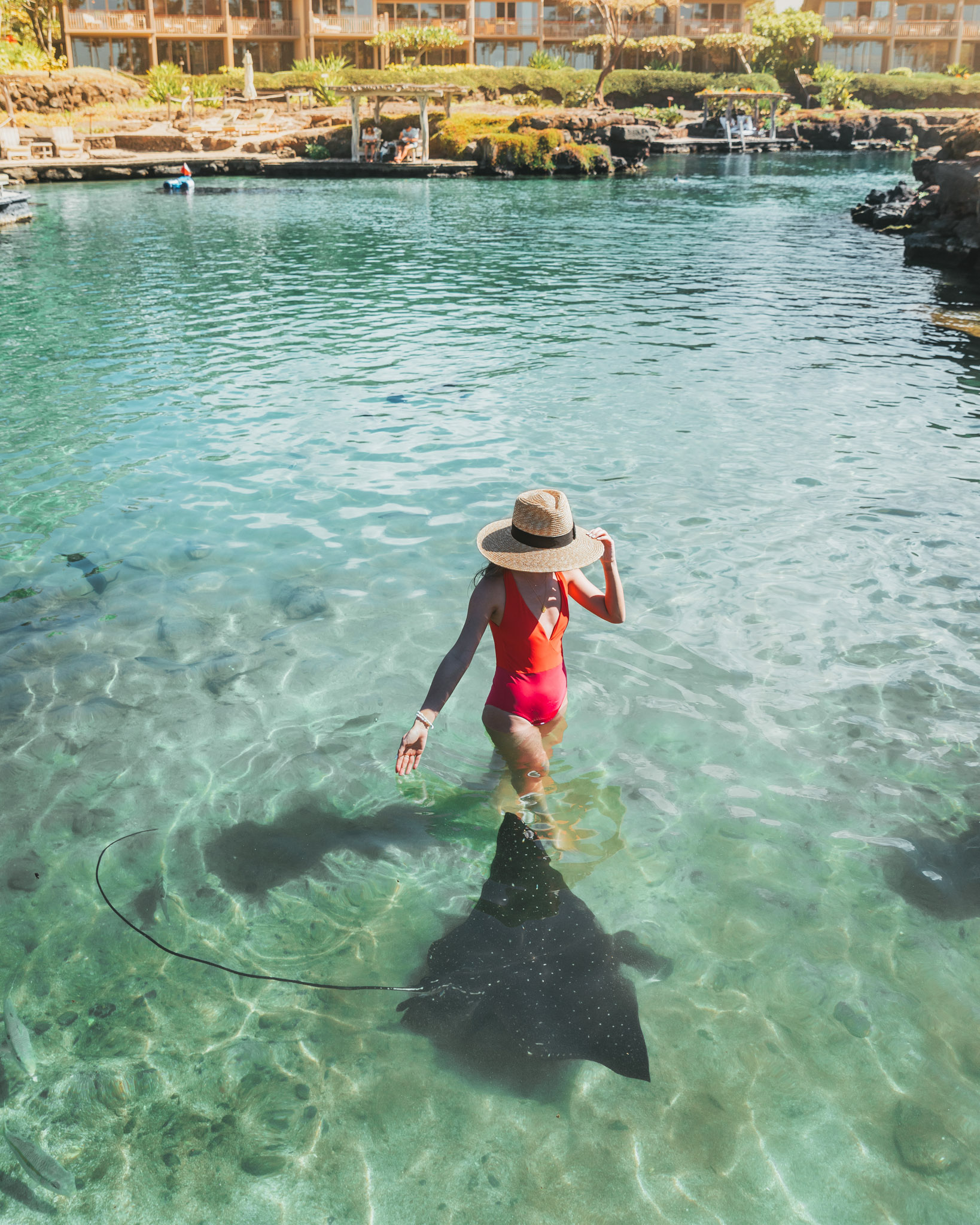 Eagle ray feeding at King's Pond // A Luxury Stay on the Big Island: Four Seasons Resort Hualalai // #readysetjetset #hawaii #bigisland #luxuryhotels #beachresorts #usa #travel