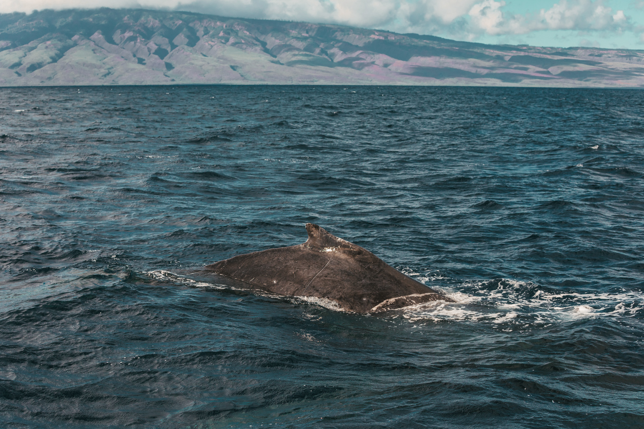 Maui whale watching on a catamaran // The Quick Guide to Visiting Maui, Hawaii #readysetjetset #hawaii #maui