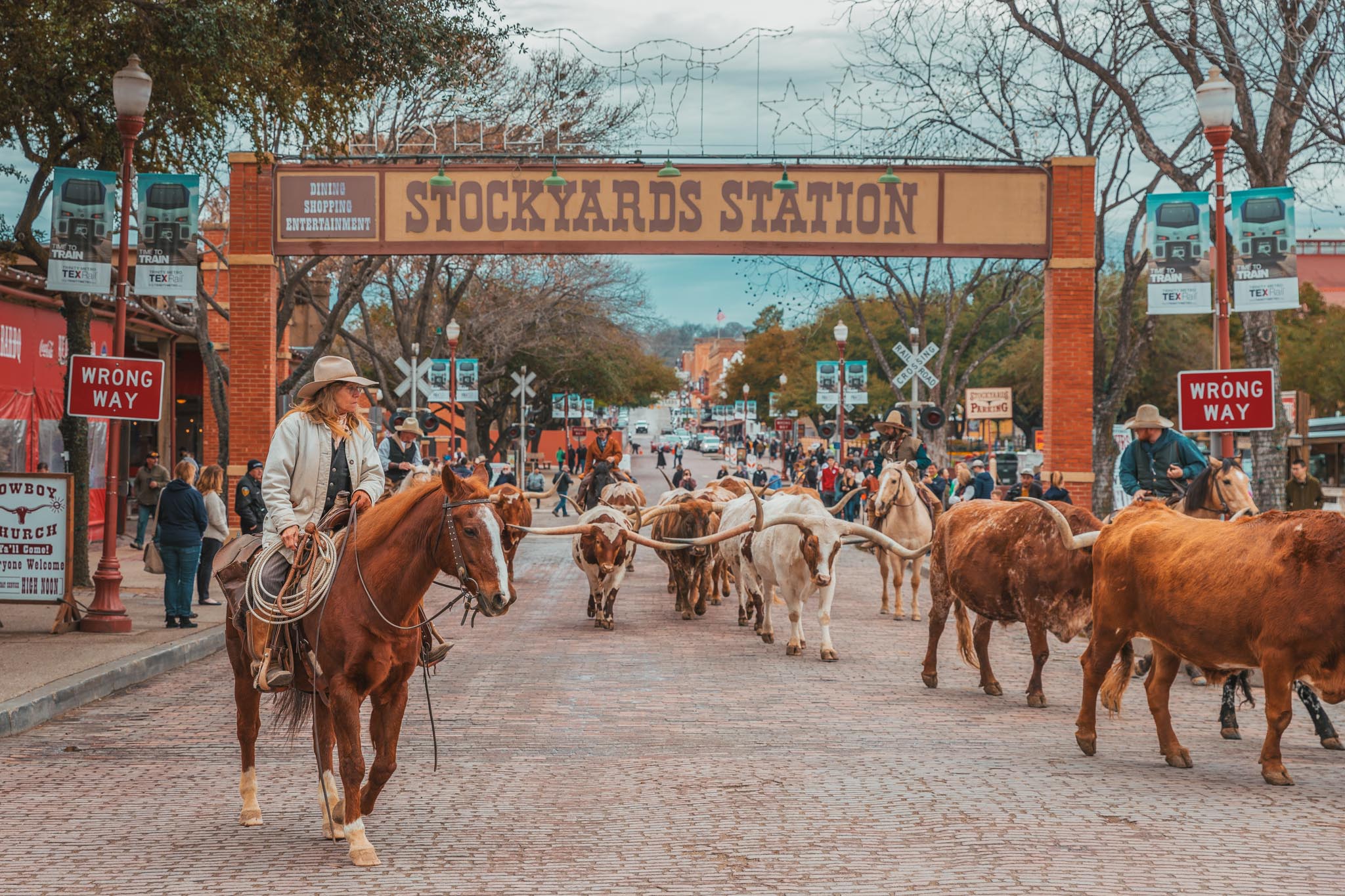 Fort Worth Herd twice-daily cattle drive at the Stockyards