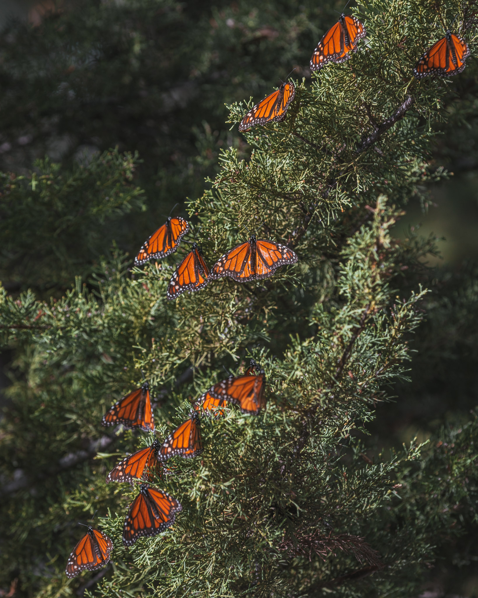 Monarch Butterfly Grove ~ The Most Instagrammable Spots in SLO CAL County ~ #readysetjetset #slocal #california #blogpost #travel #sanluisobispo