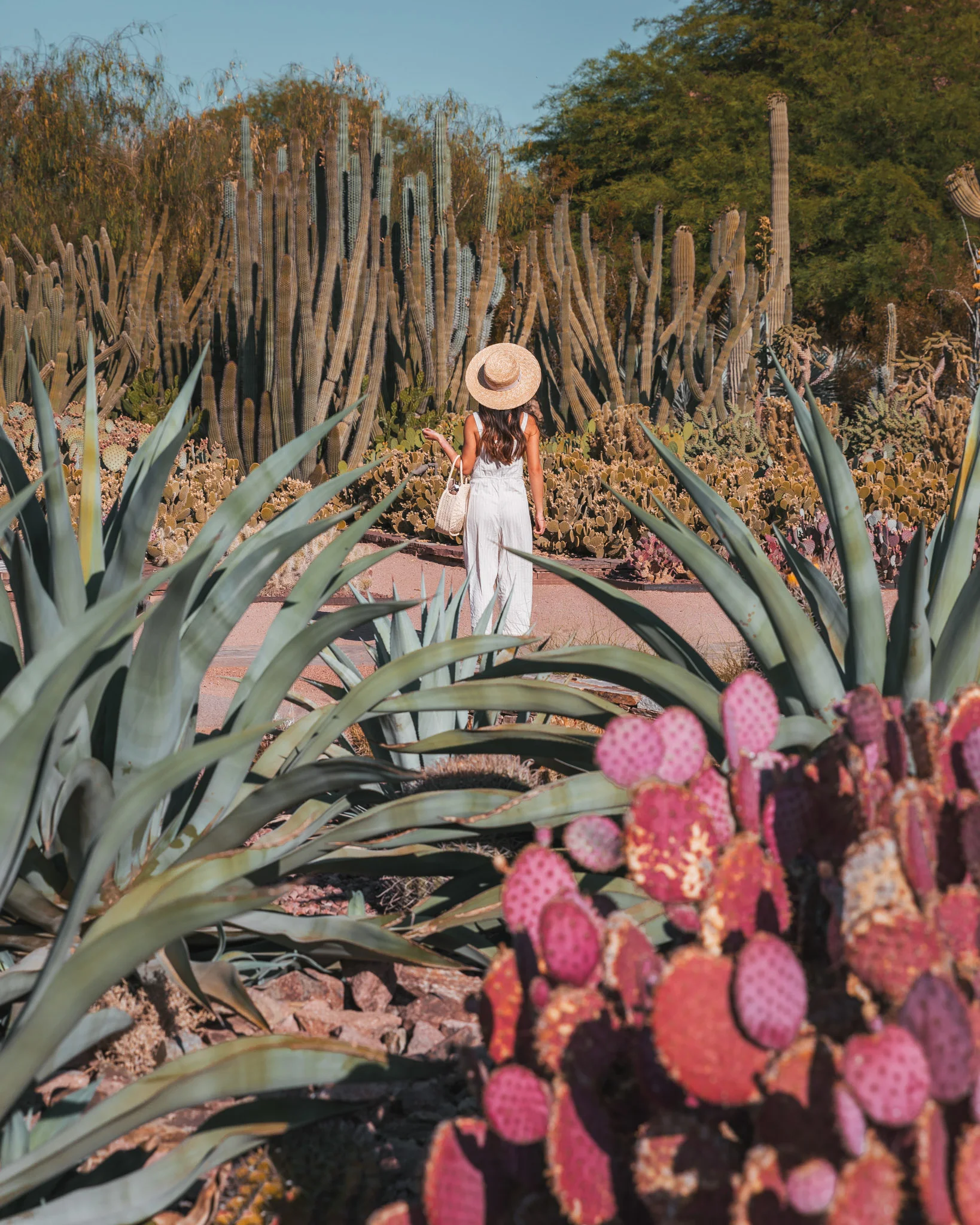 Cacti at the Desert Botanical Garden ~ The Quick Guide to Tempe, Arizona