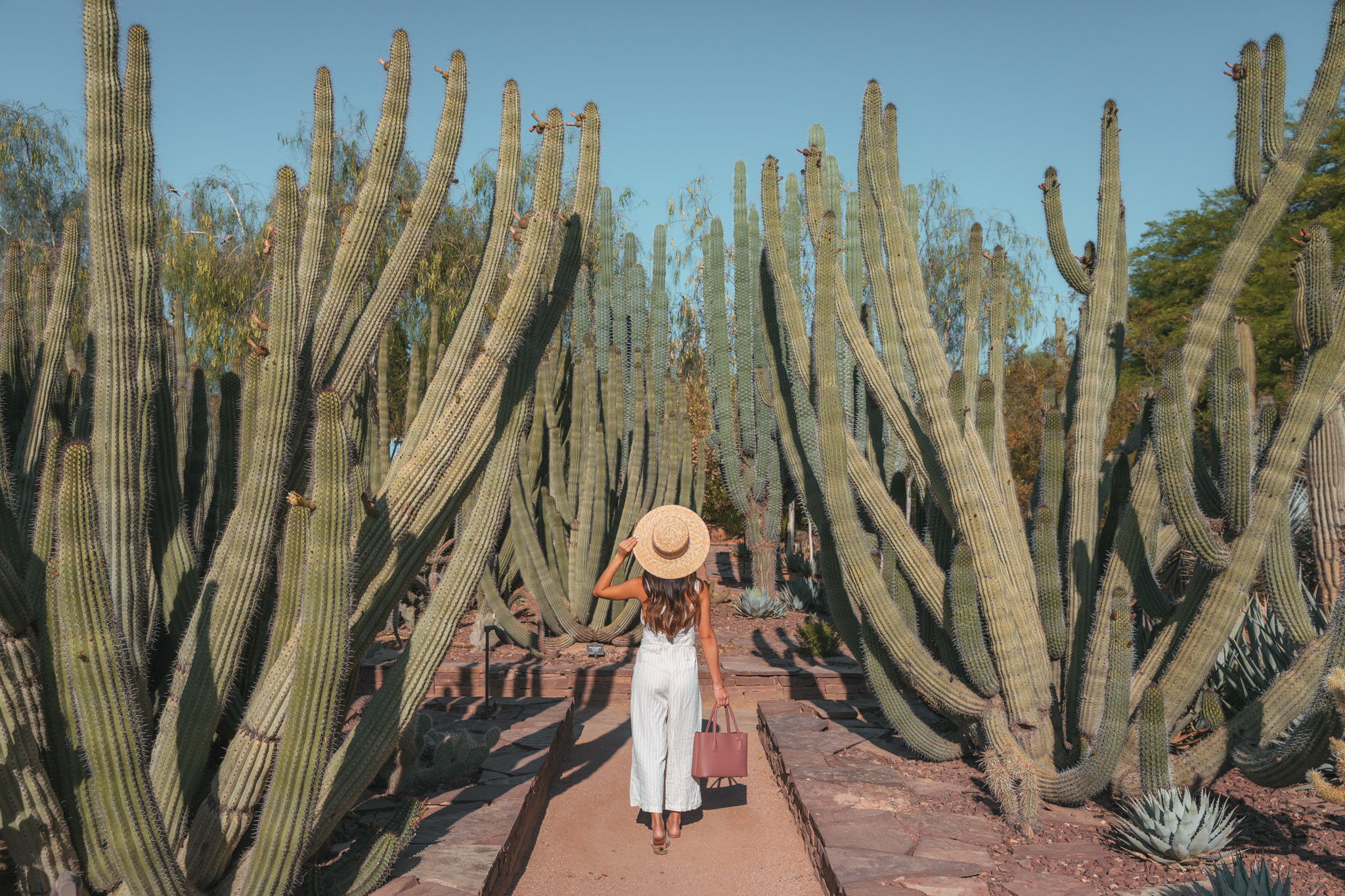 Desert Botanical Garden near Tempe in Phoenix ~ The Quick Guide to Tempe, Arizona