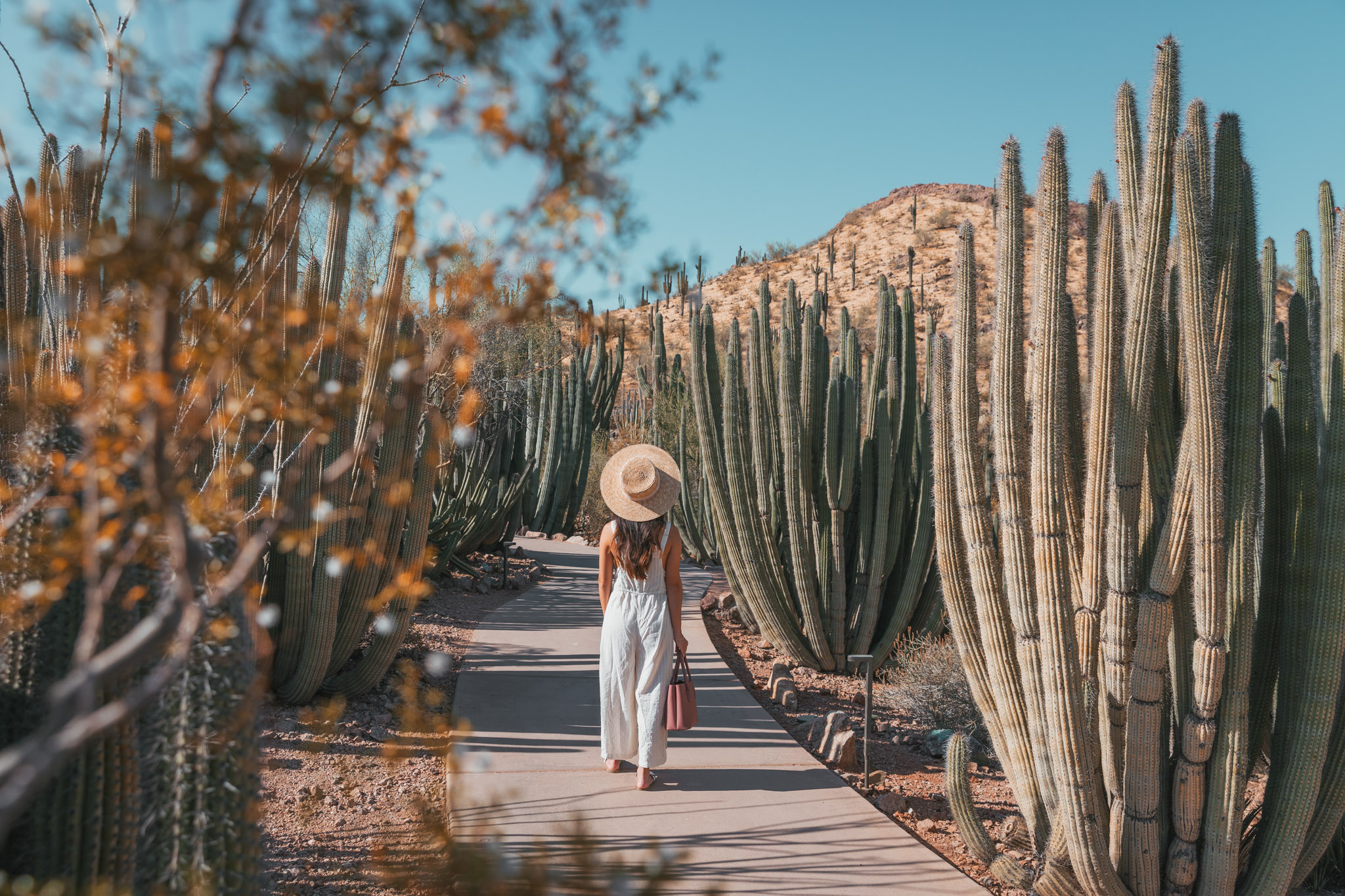 Phoenix Desert Botanical Garden ~ The Quick Guide to Tempe, Arizona