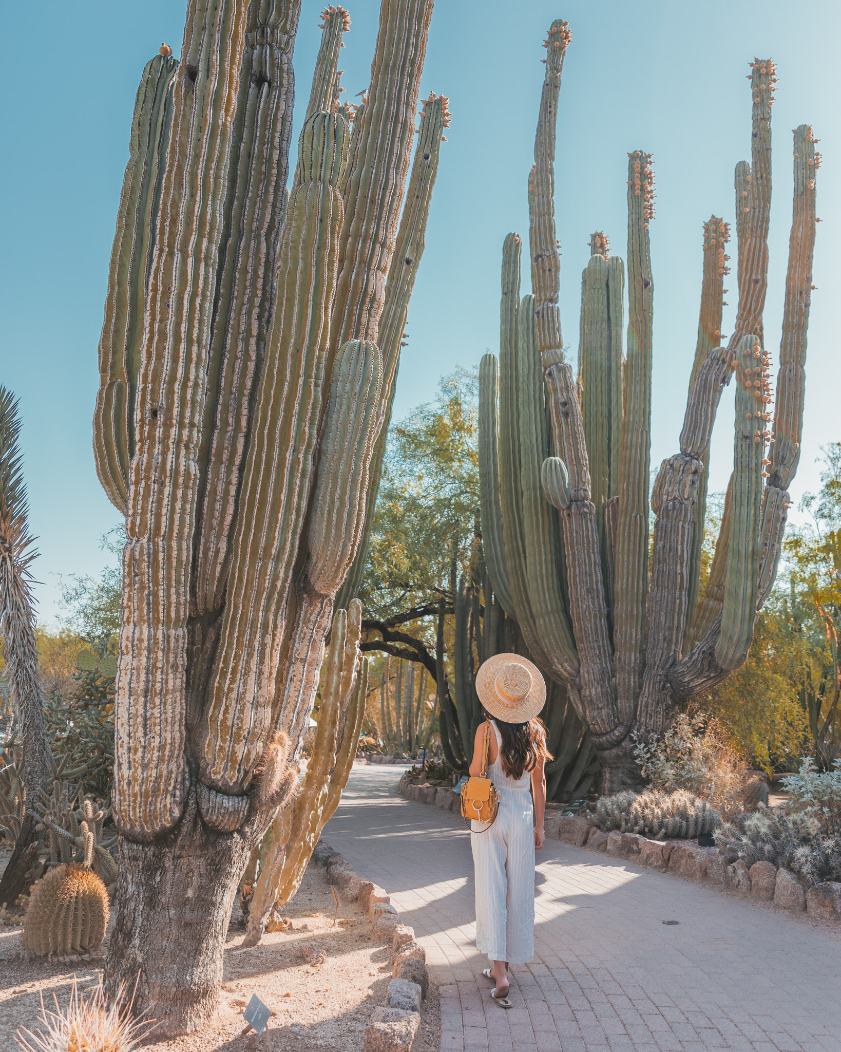 Tall cacti at the Desert Botanical Garden in Phoenix ~ The Quick Guide to Tempe, Arizona