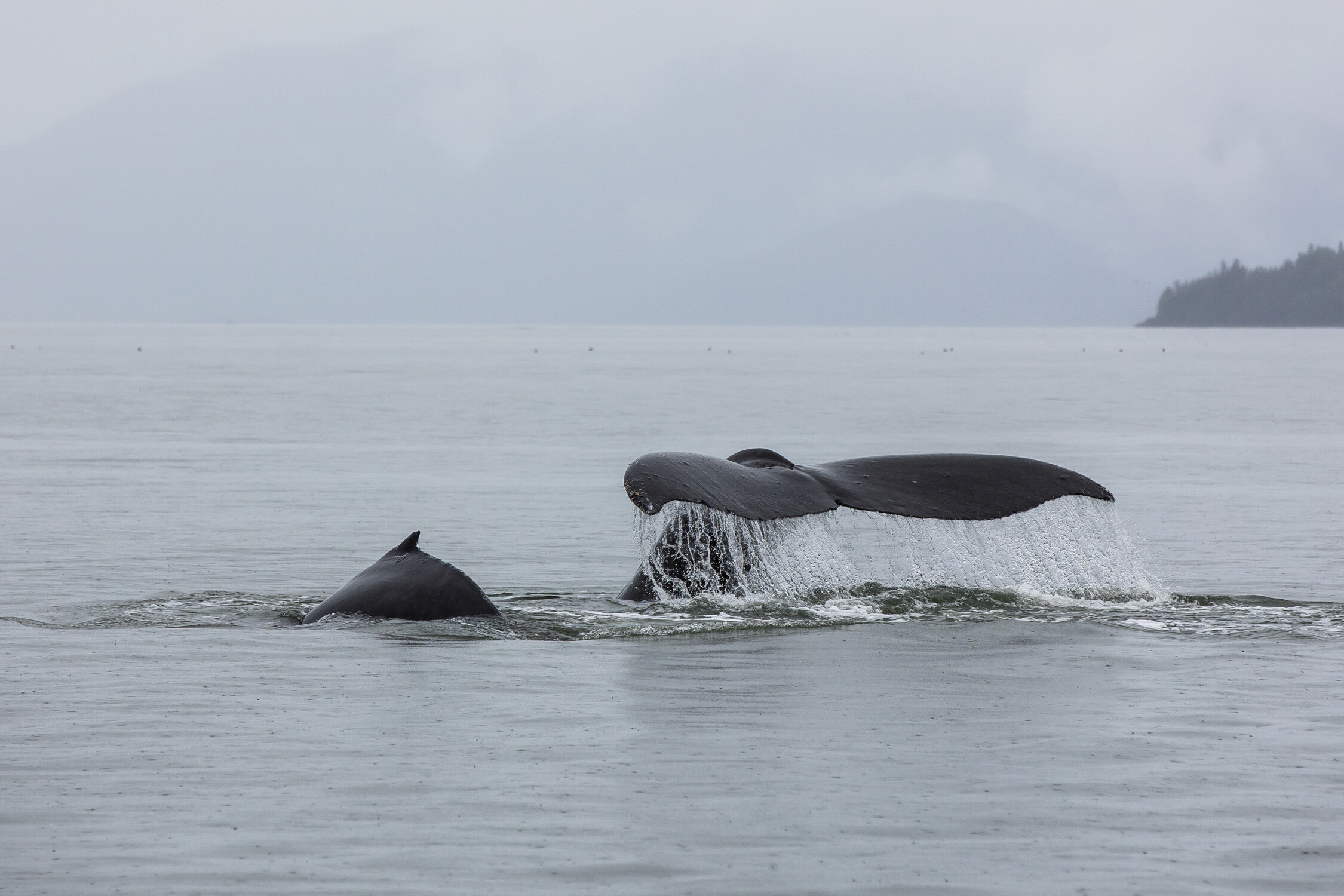 Luxury whale watching in Juneau // 10 Things You Have To Do in Southeast Alaska