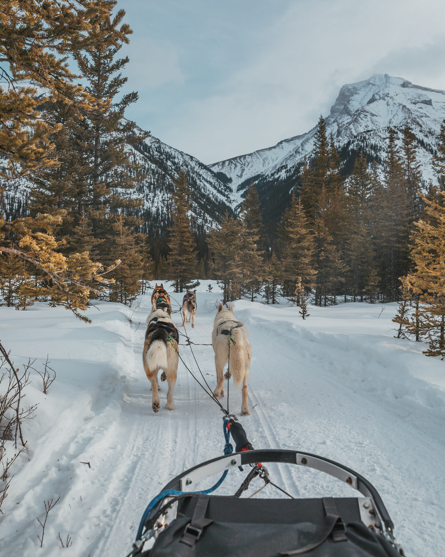 Snow Owl Dogsledding // The Ultimate Guide to Visiting Banff in Winter