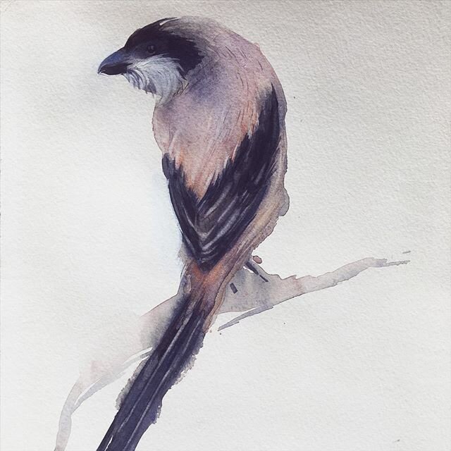 Long tail shrike #watercolor #birds #nature #paintanyway #makeart