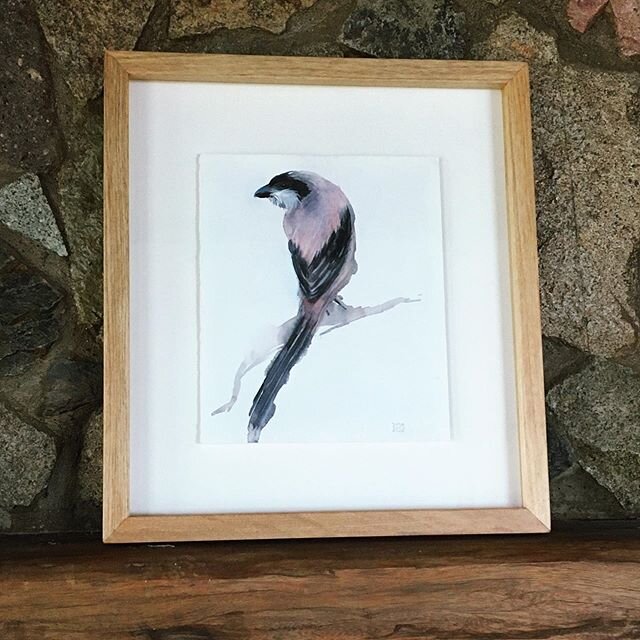 This ones all ready to go to it&rsquo;s new home! #shrikebird #watercolor #nature #birdsofinstagram #paintanyway #kunst #makeart