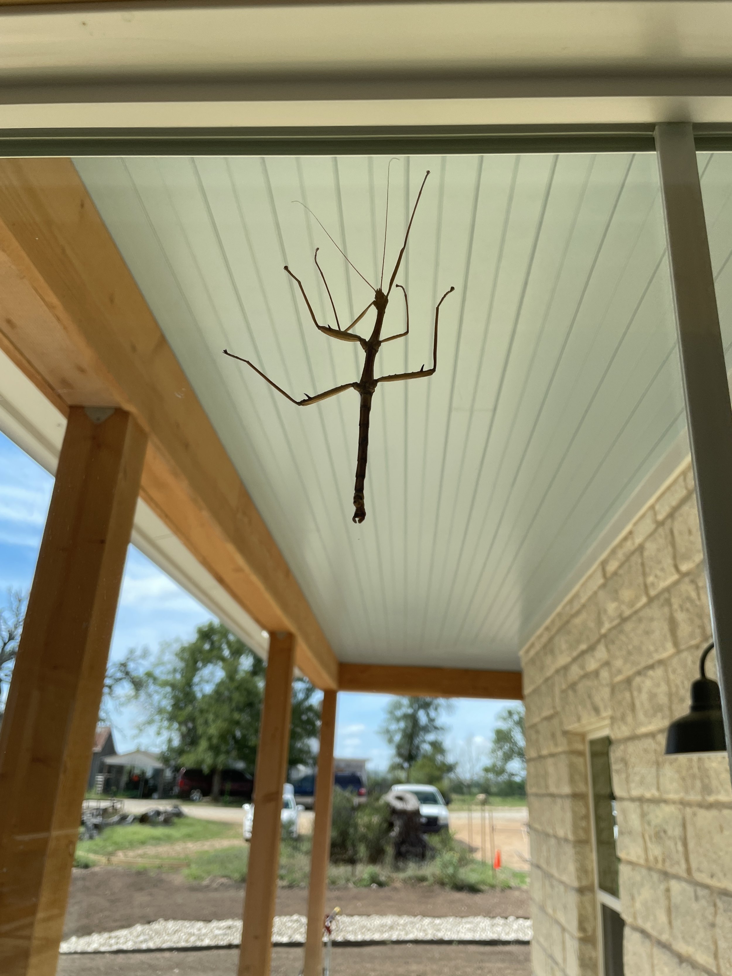 Walking Stick.JPG