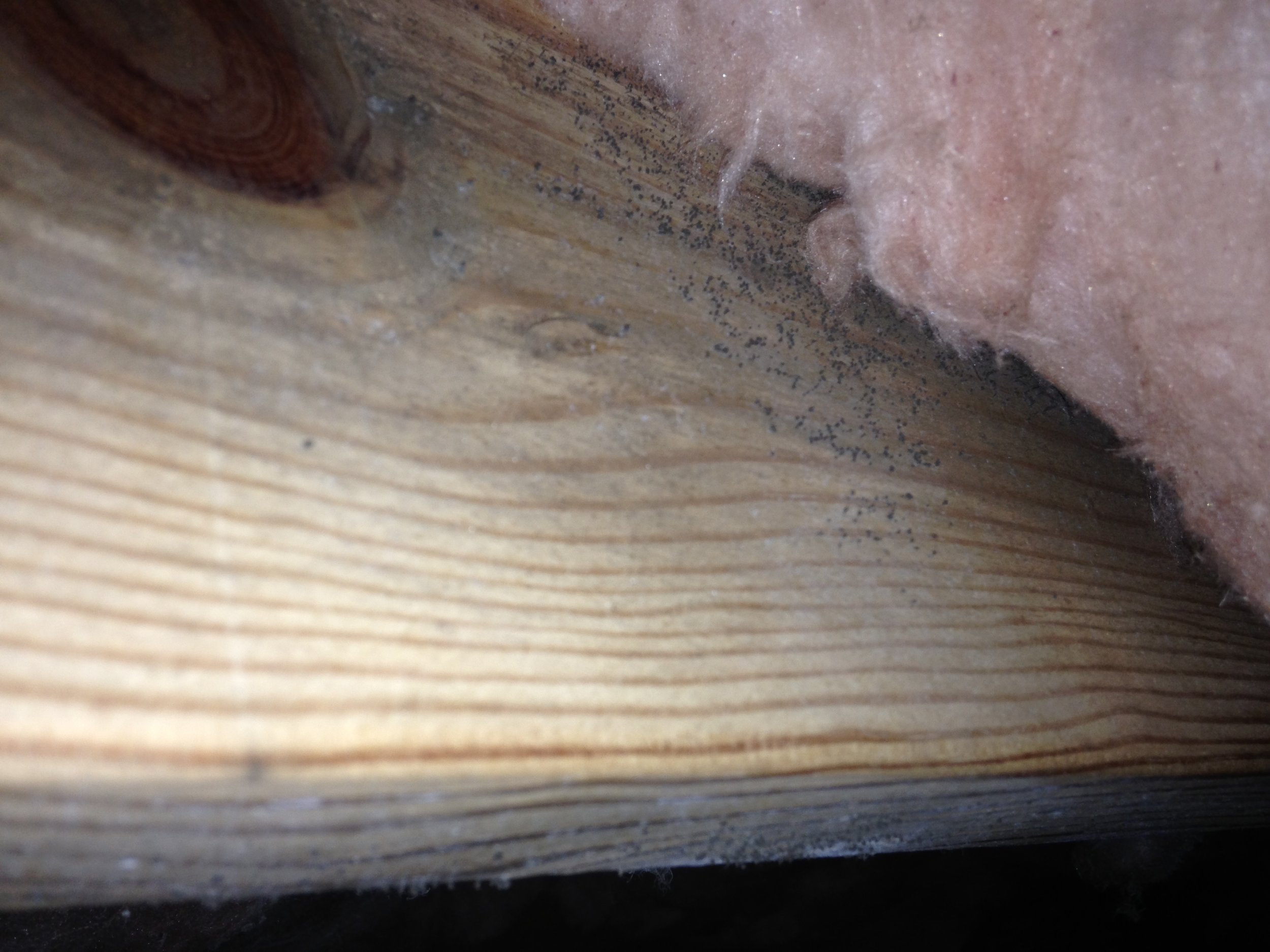 Light Mold growth on floor joist. Does this really NEED treatment?