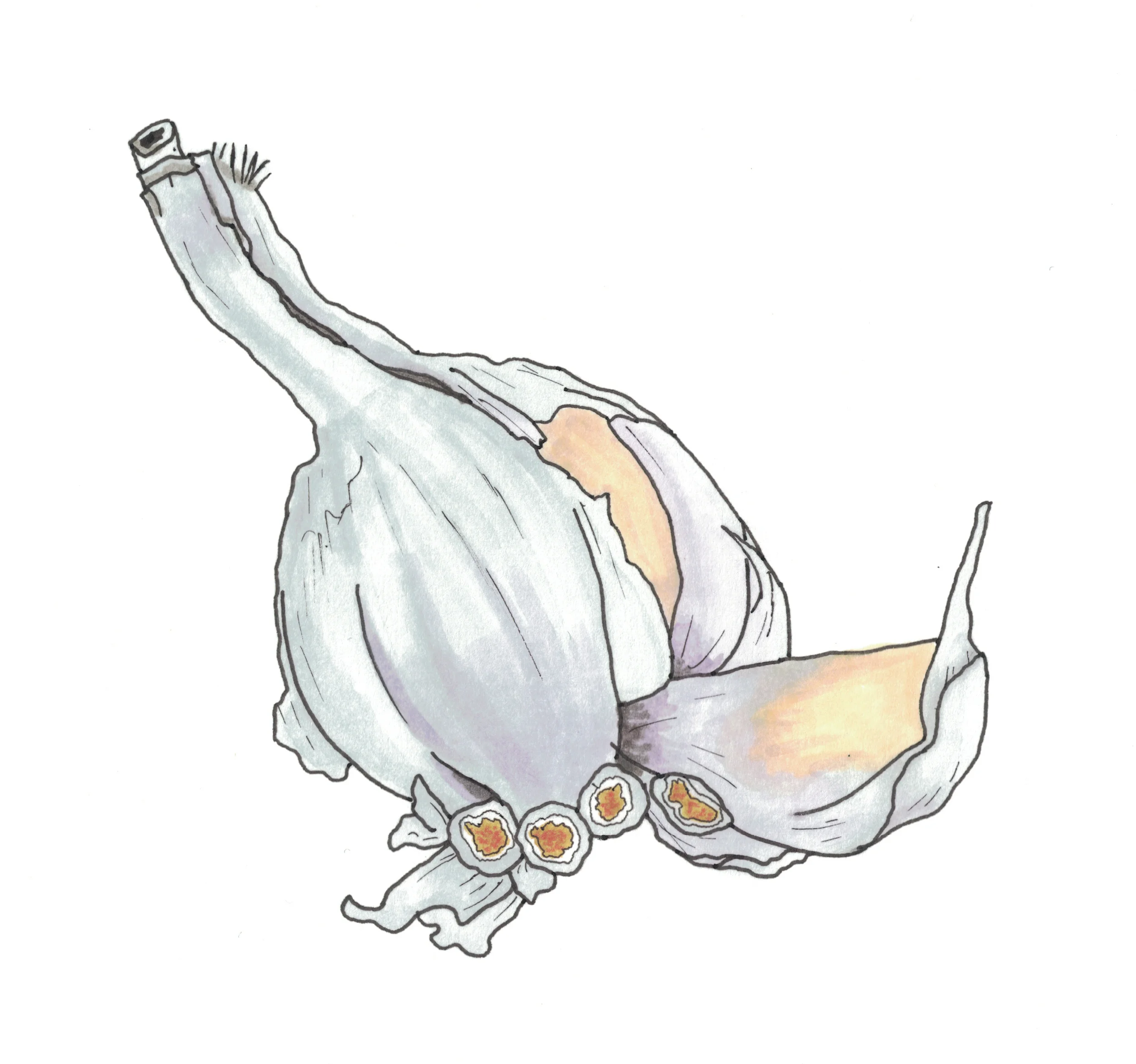 Garlic.jpg