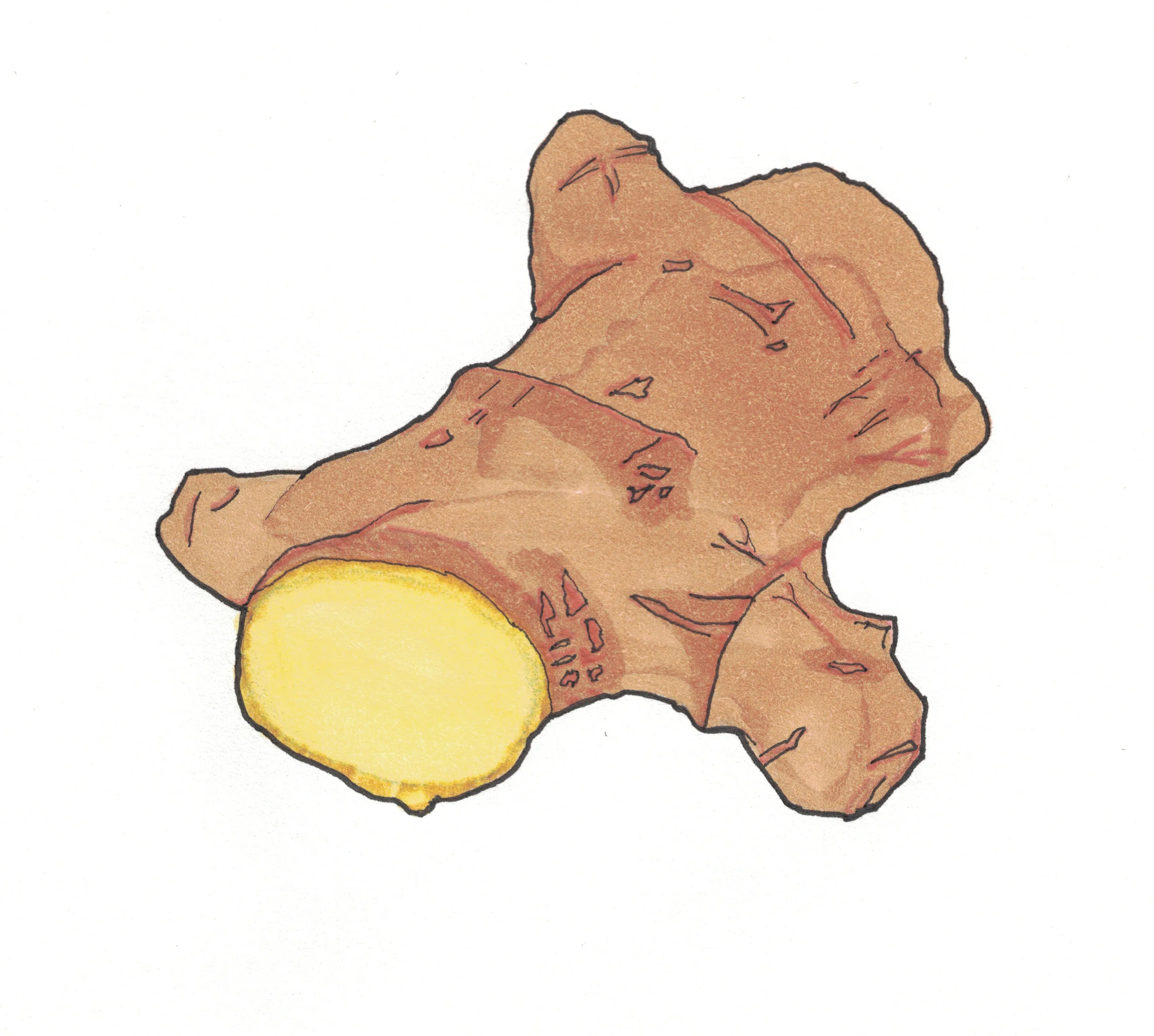 ginger.jpg