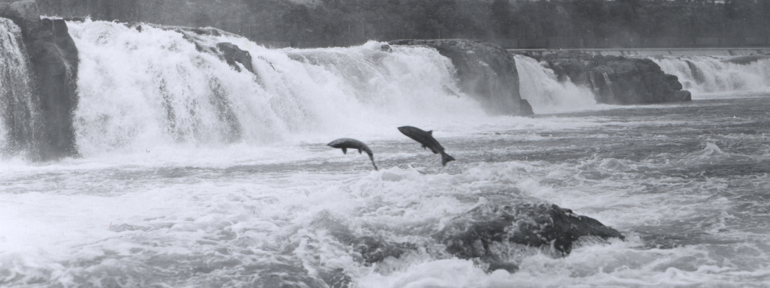 NOAA_FishWillamette1950.png