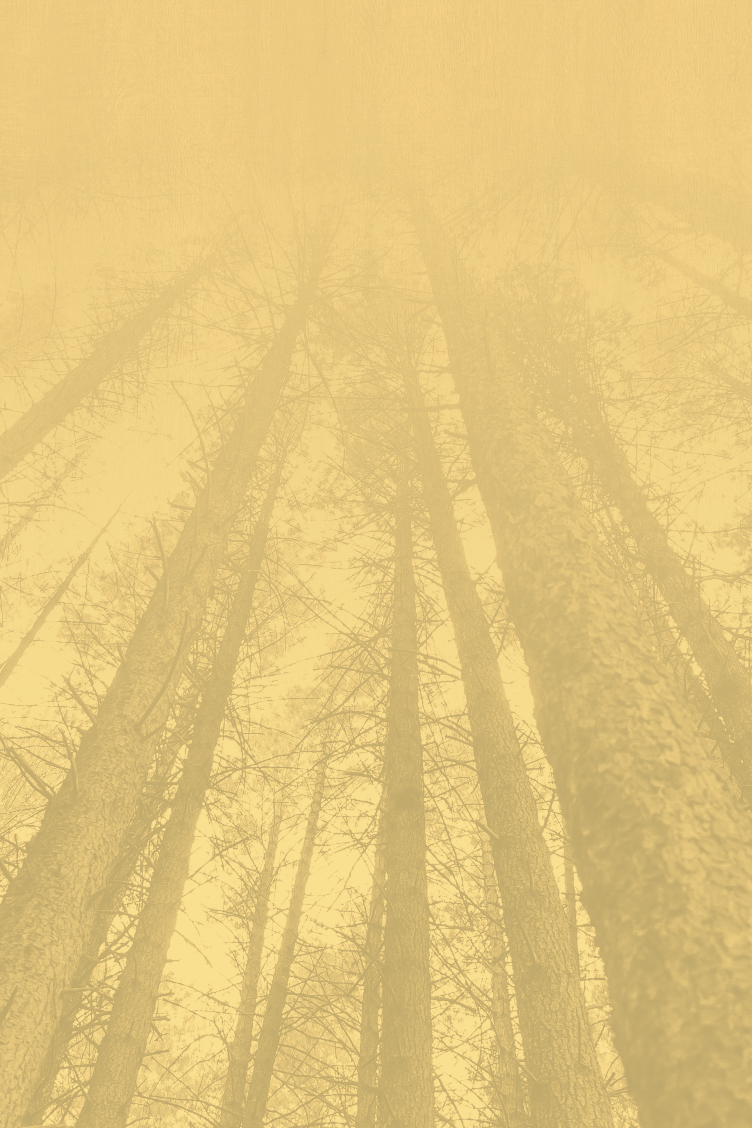 TreeBg1.png