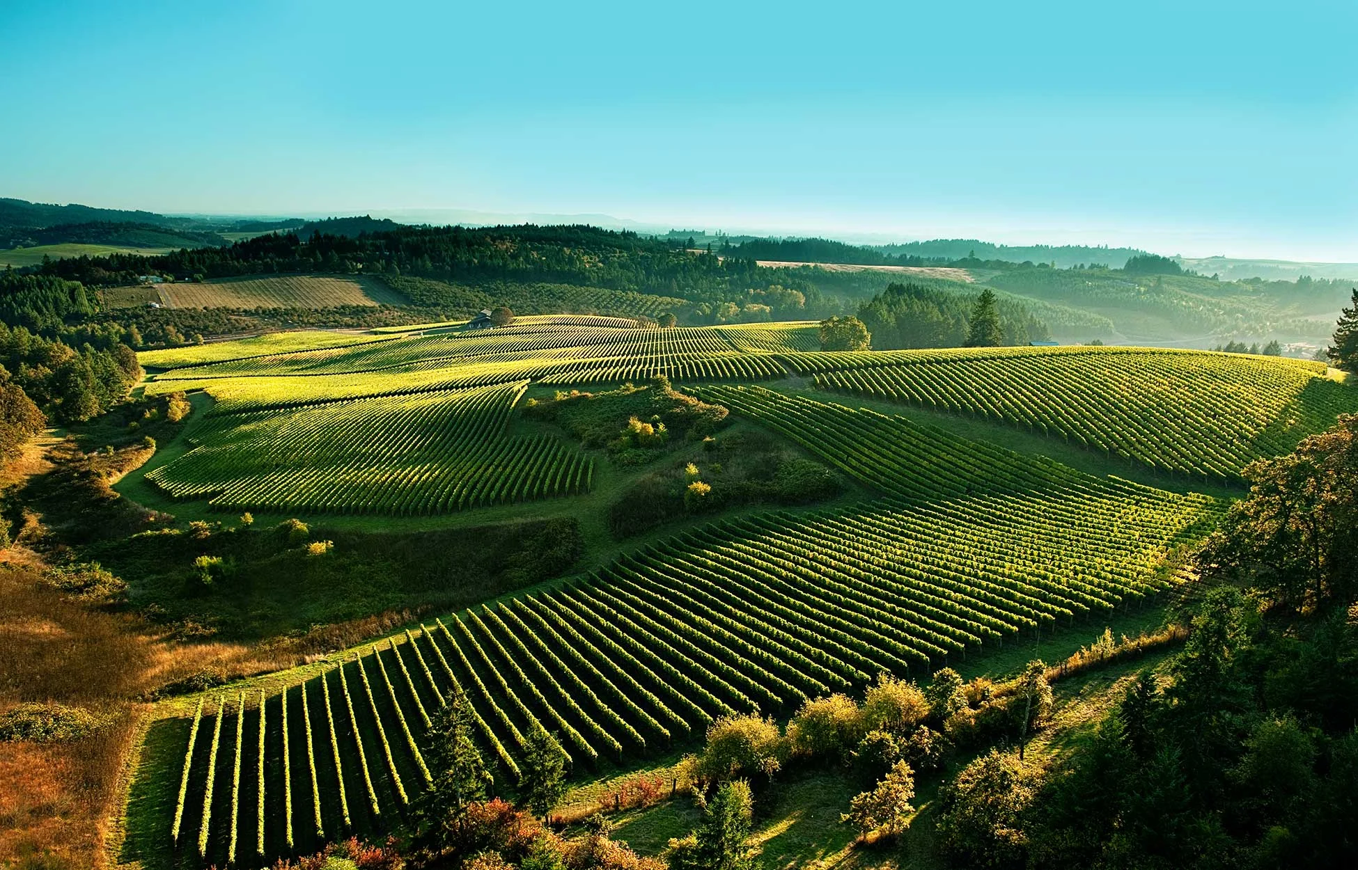 shea-vineyard-overhead.jpg