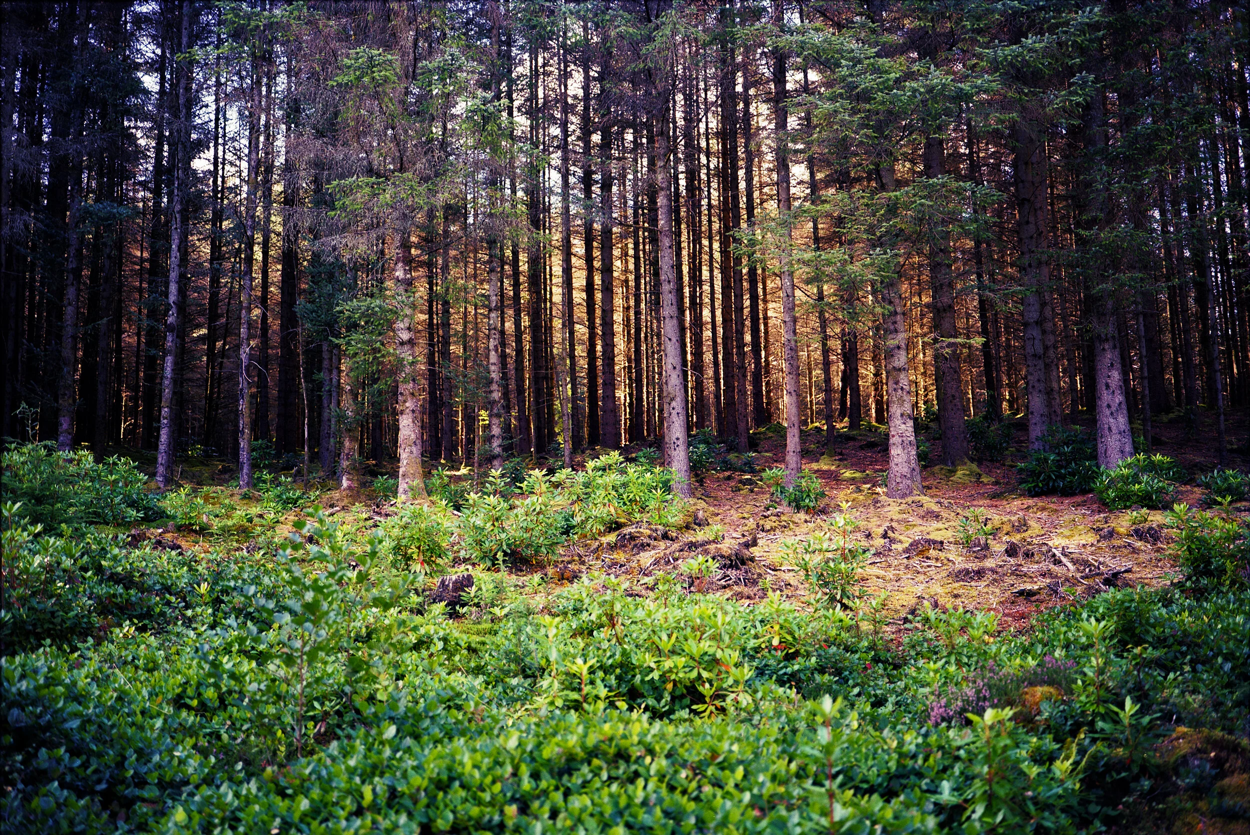 Ektar - Forest resize - again.jpg