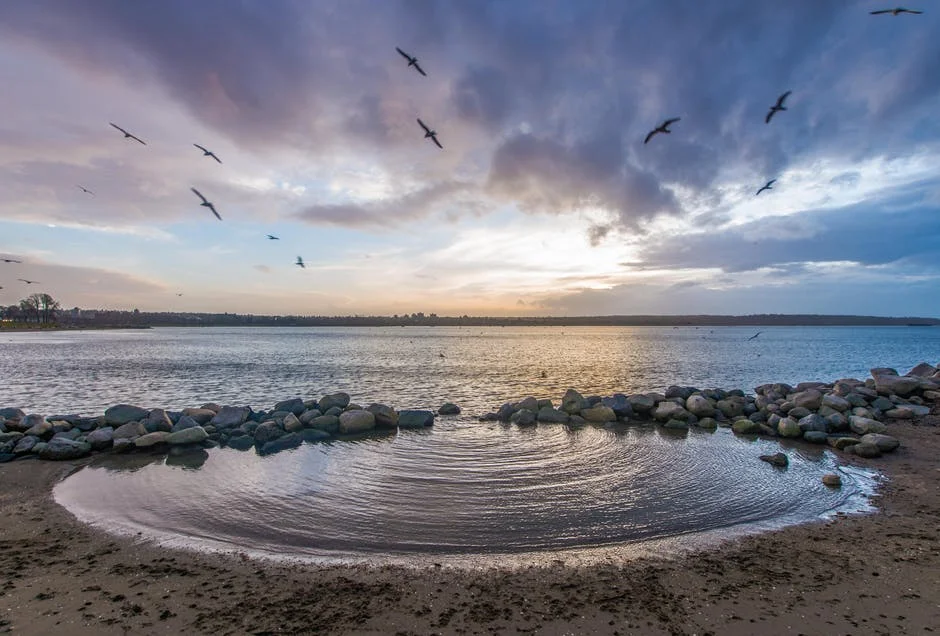 Some City Birds,   Like Immigrants Also?