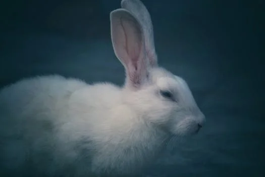 White Rabbit