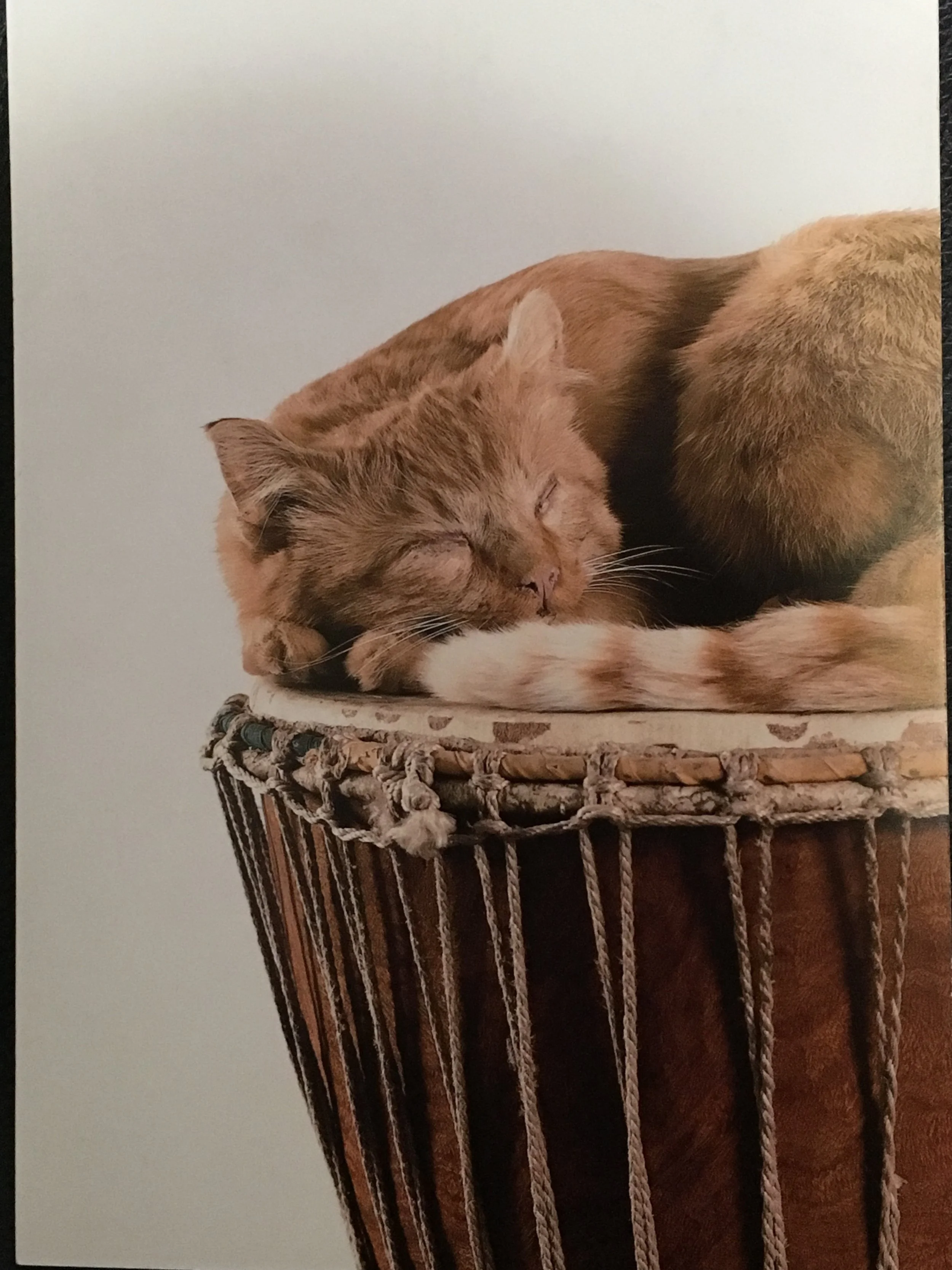 David Hammons - Cat on a Drum