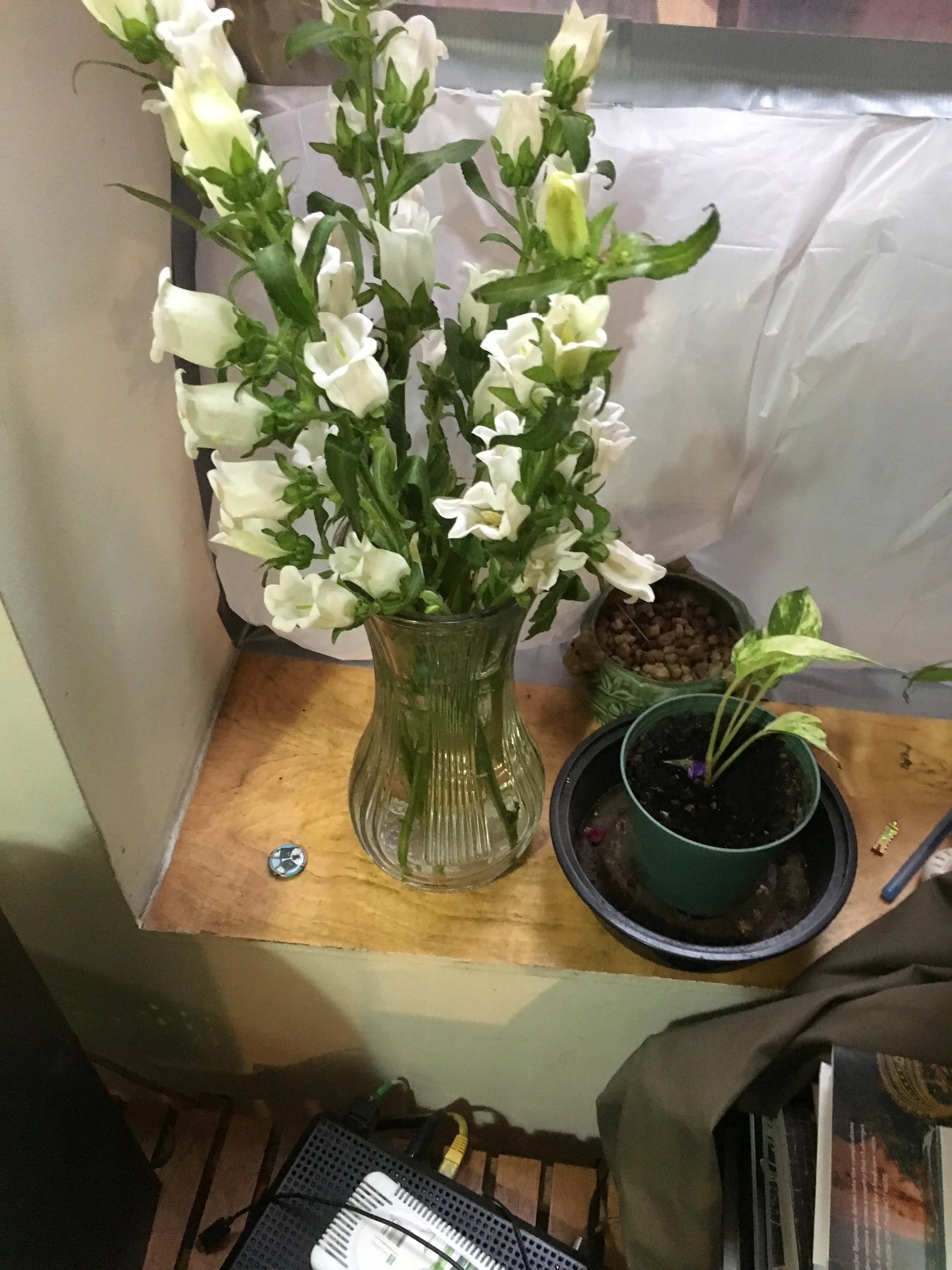 Flowers at A Gathering of the Tribes