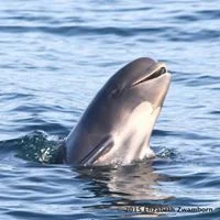 whales.jpeg
