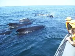whales.jpeg