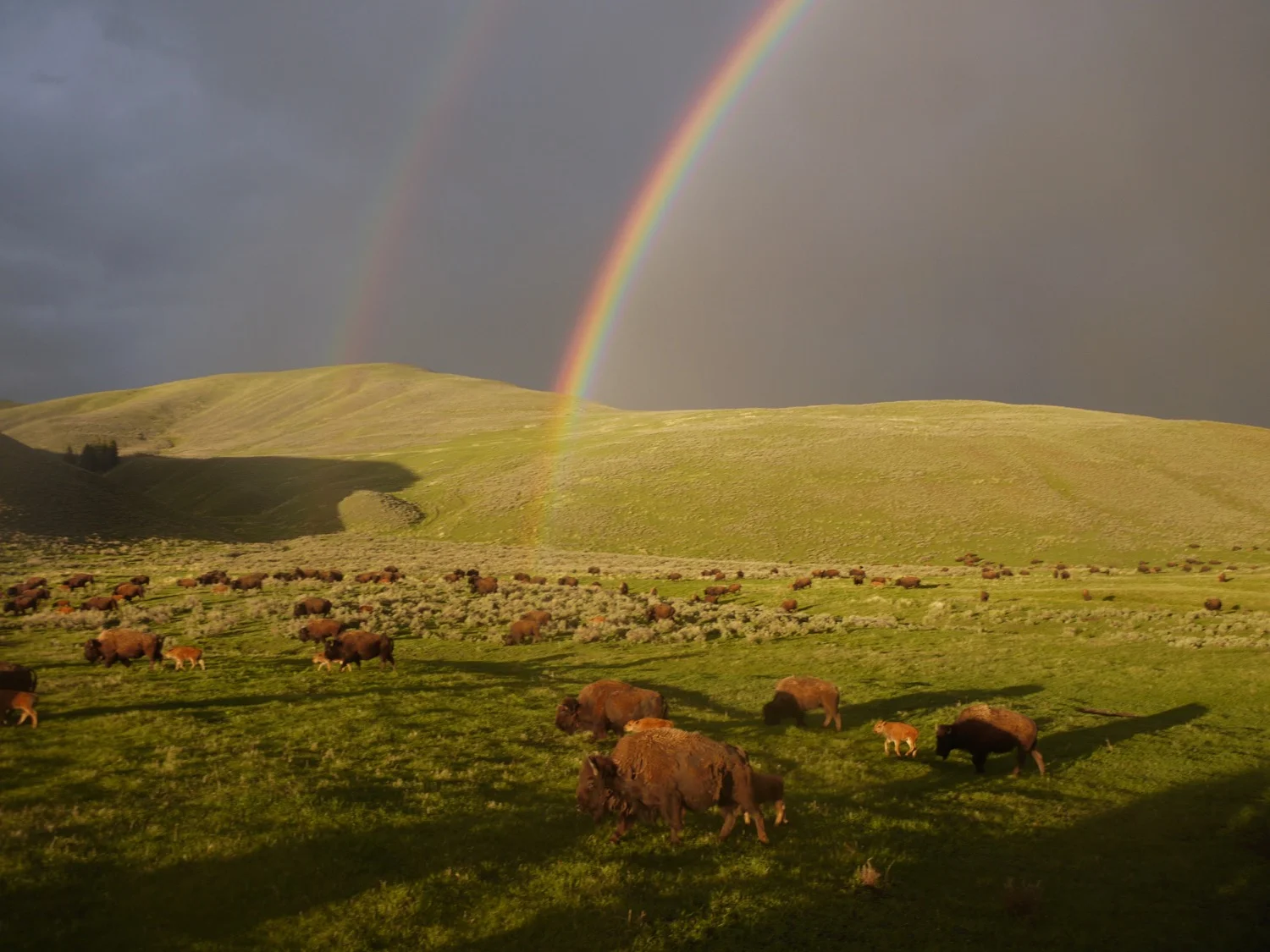 Bison graze in the Lamar Valley, Yellowstone National Park. Photo by Emily Stifler Wolfe