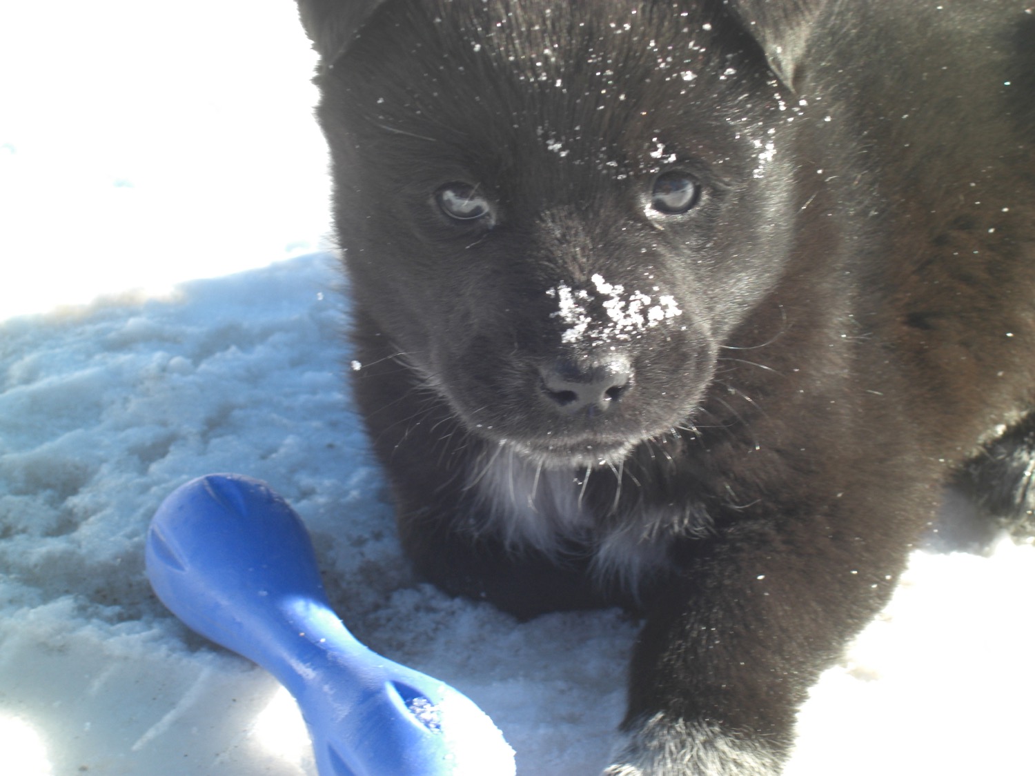 Rescue dog from the Northern Cheyenne Reservation. (Photo by Emily Stifler Wolfe)