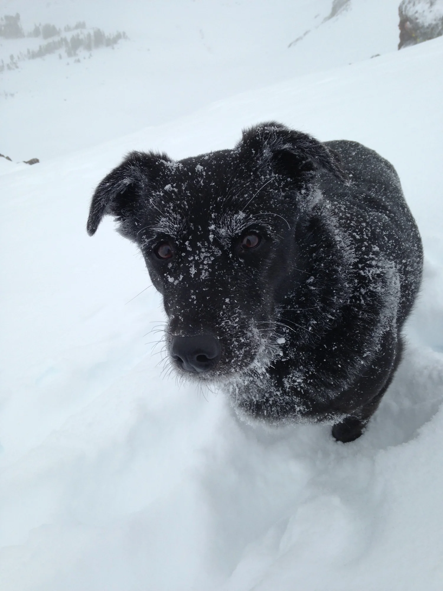 Powder hound. Cooke City, Montana. (Photo by Emily Stifler Wolfe)