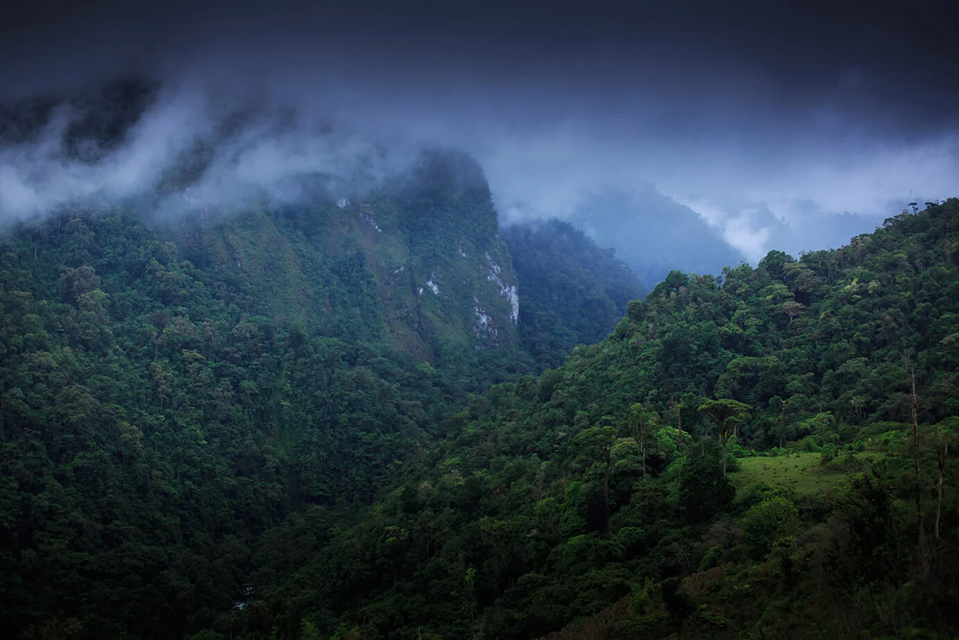 Jungle mornings. Photo: James Appleton