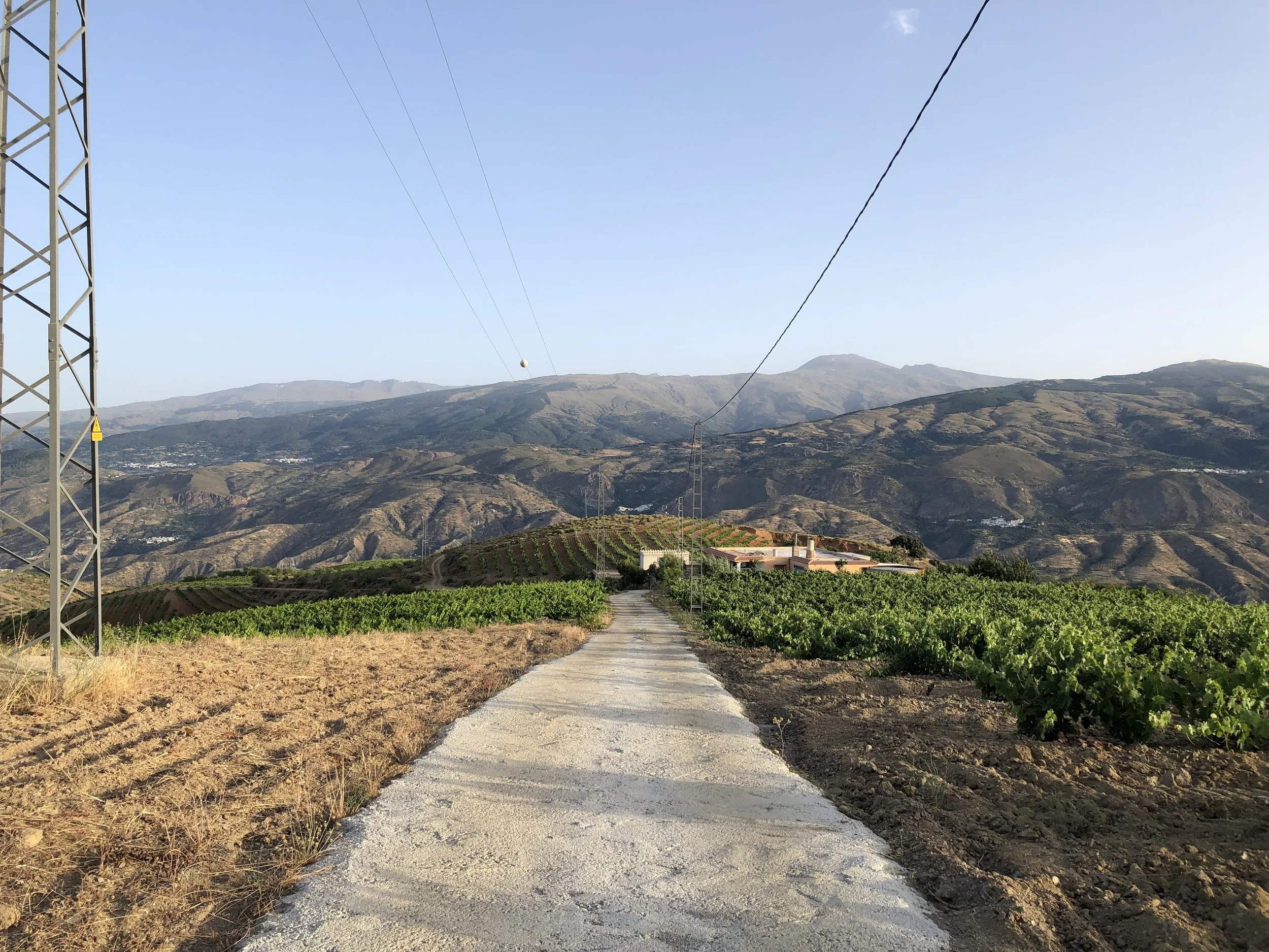 Dem vineyards though…..