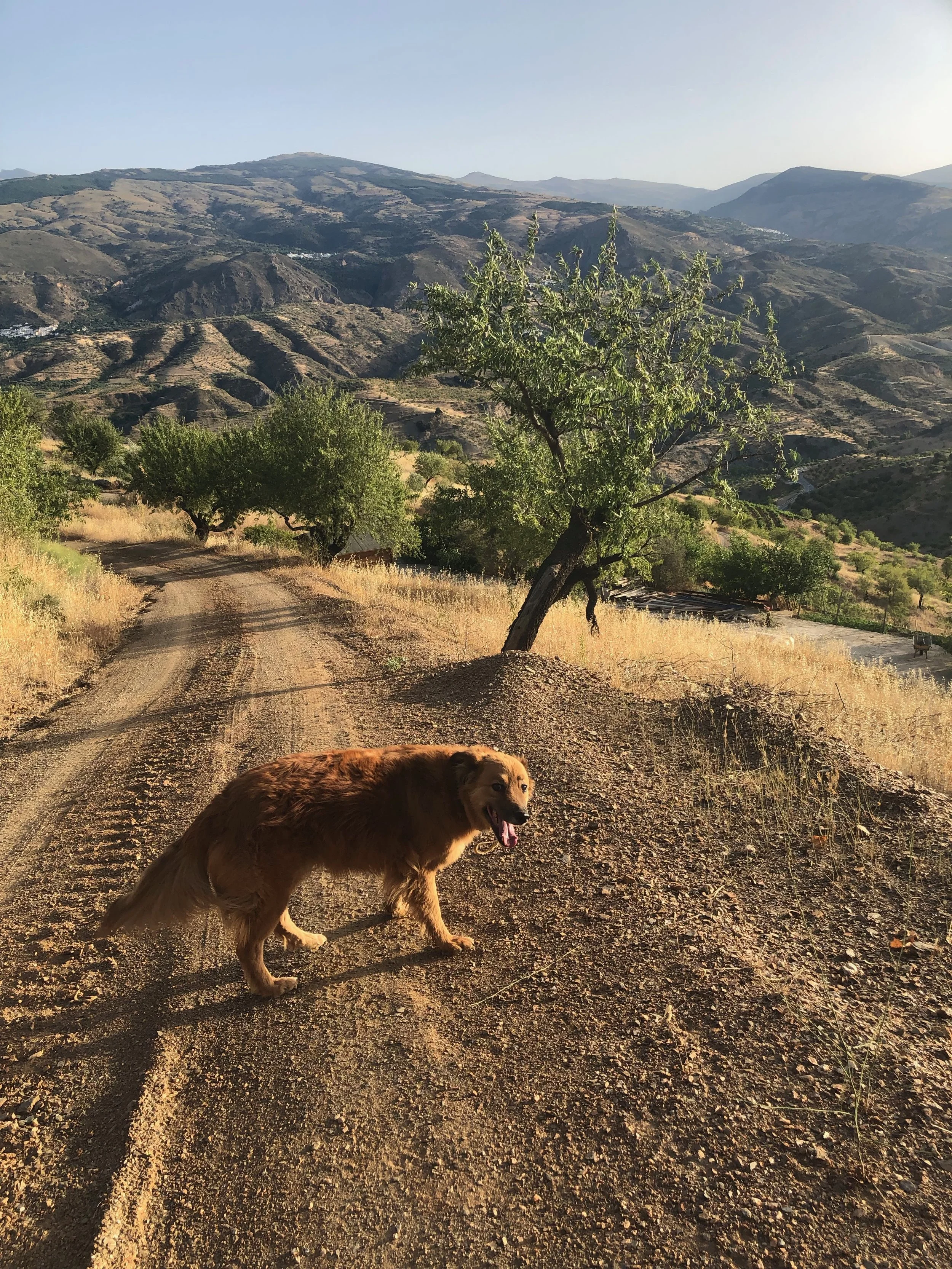 Made friends with this trail angel…..