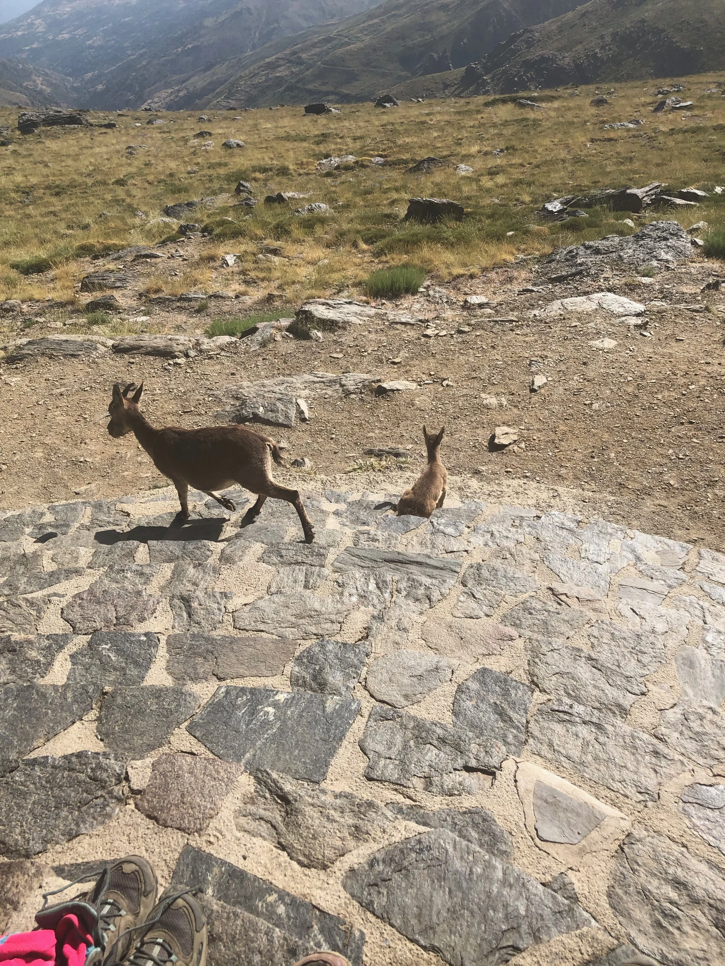 Goatdog Deer. You work it out.