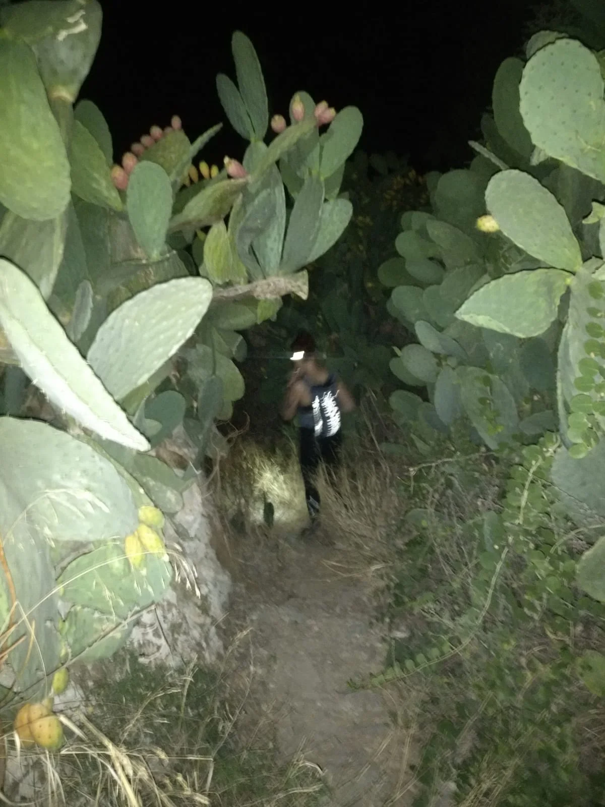 You don’t get Cactus issues on the Jurassic Coast…. Photo: Graham Law