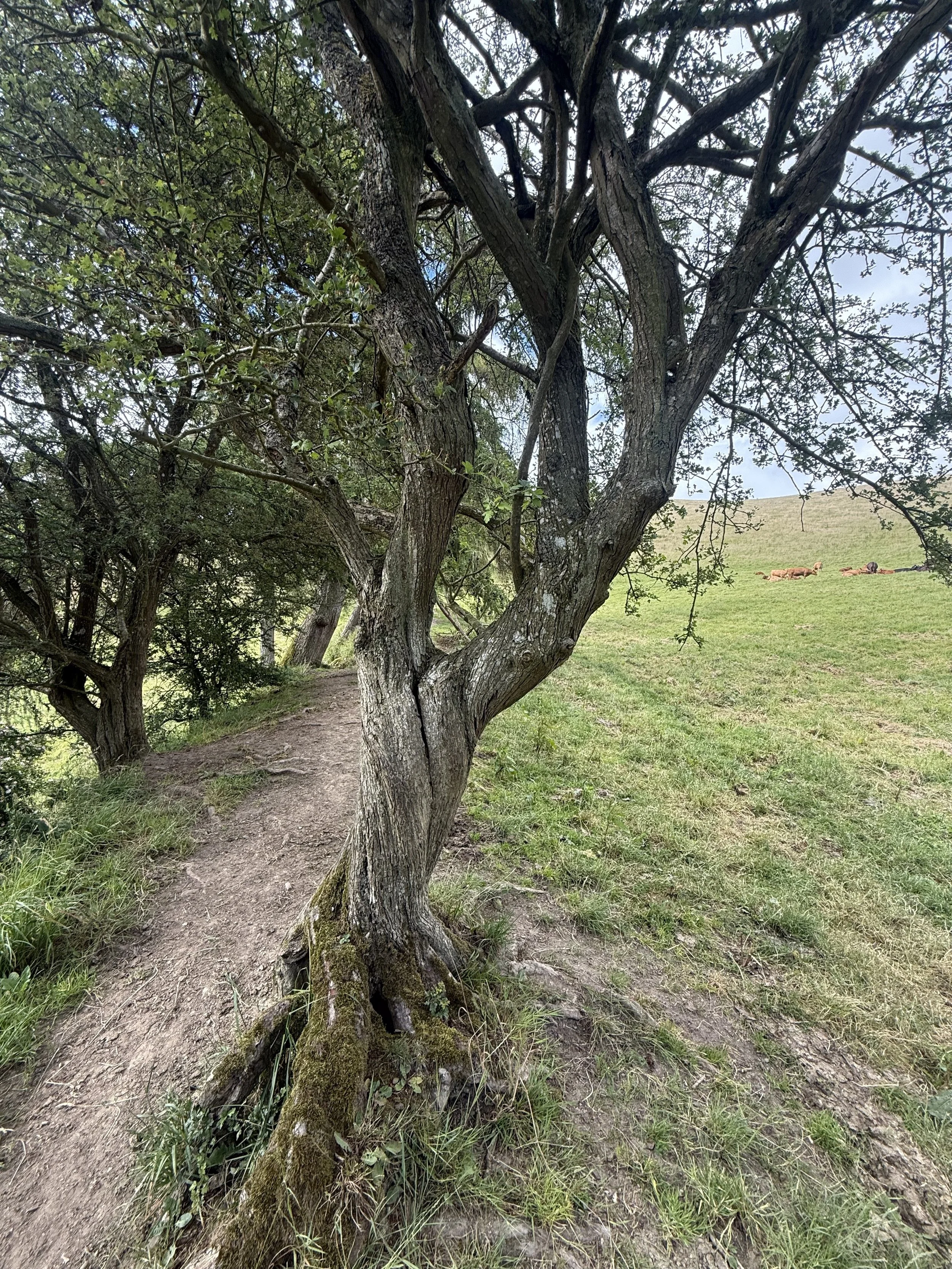 IMG_4919.jpeg