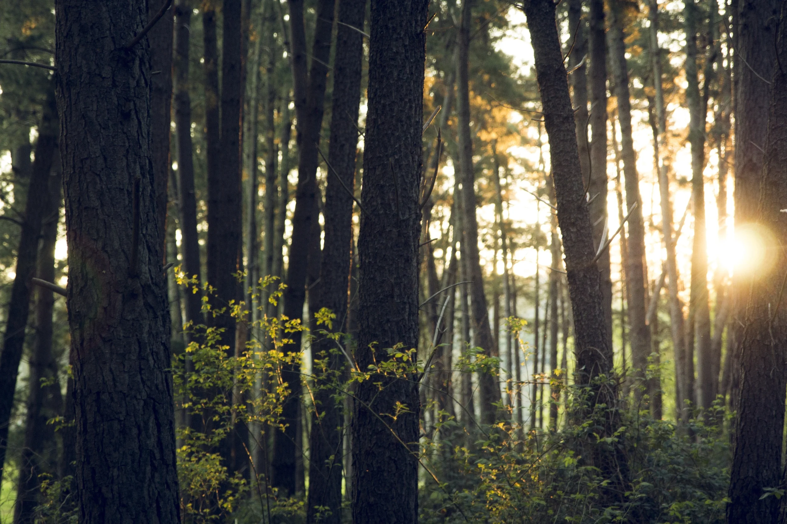 Trees and Sunlight.jpeg