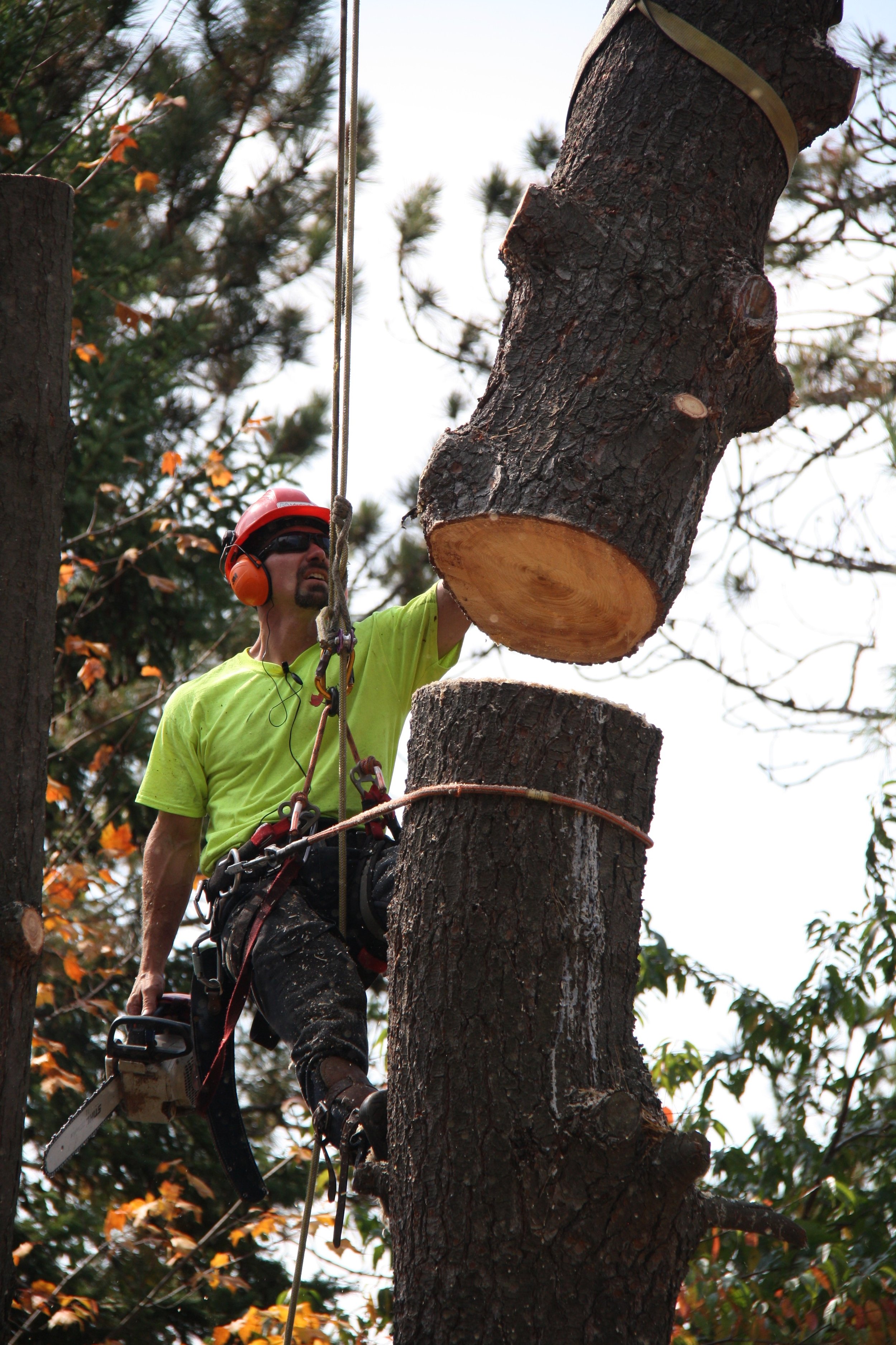 Climbing lg pine removal 3.jpg